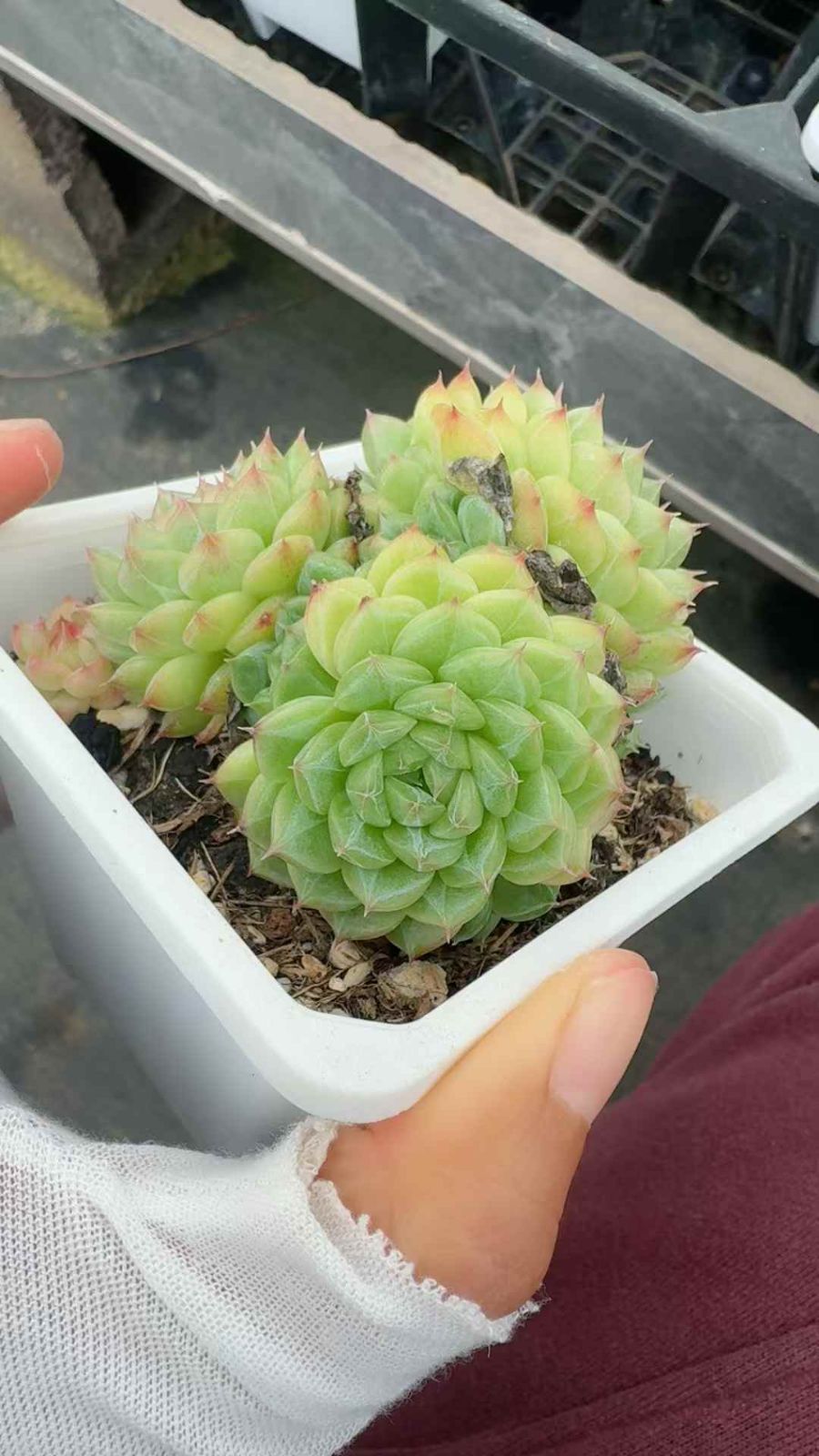 18株×ギョクキリン 多肉植物 エケベリア セダム アエオニウム グラプトペタルム 韓国苗 寄せ植え XQ 245