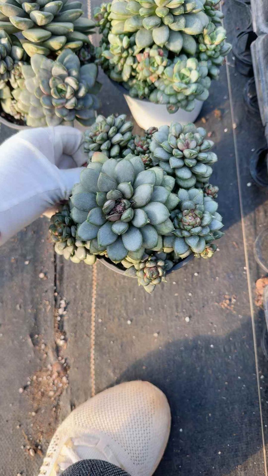 12株 ブドウ 多肉植物 エケベリア セダム アエオニウム グラプトペタルム 韓国苗 寄せ植え XQ 216