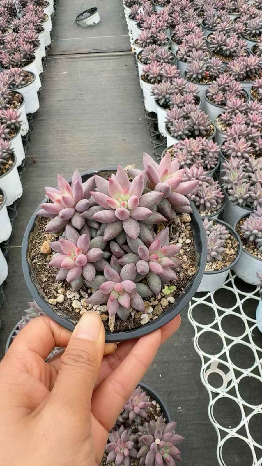 12株×キンギョヒメ 多肉植物 エケベリア セダム アエオニウム グラプトペタルム 韓国苗 寄せ植え XQ 209