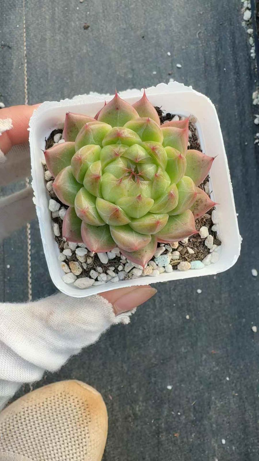 50株 メイランファン 多肉植物 エケベリア セダム アエオニウム グラプトペタルム 韓国苗 寄せ植え XQ 218