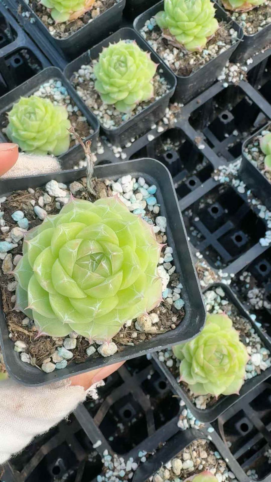 24株×コウヒヒメジョウ 多肉植物 エケベリア セダム アエオニウム グラプトペタルム 韓国苗 寄せ植え XQ 220 癒し効果 その他多肉植物 