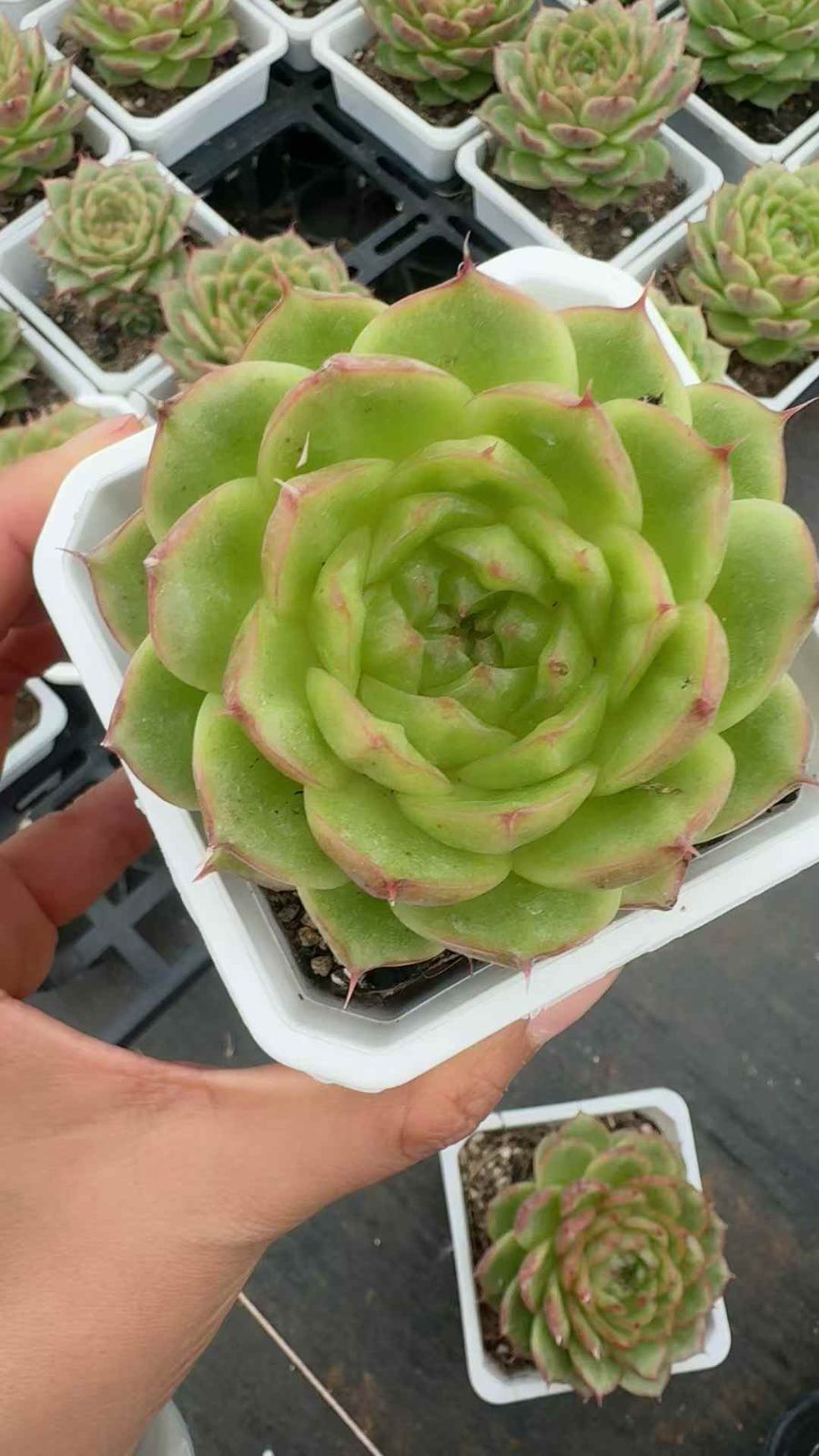 18株×センサンジェニー 多肉植物 エケベリア セダム アエオニウム グラプトペタルム 韓国苗 寄せ植え XQ 266