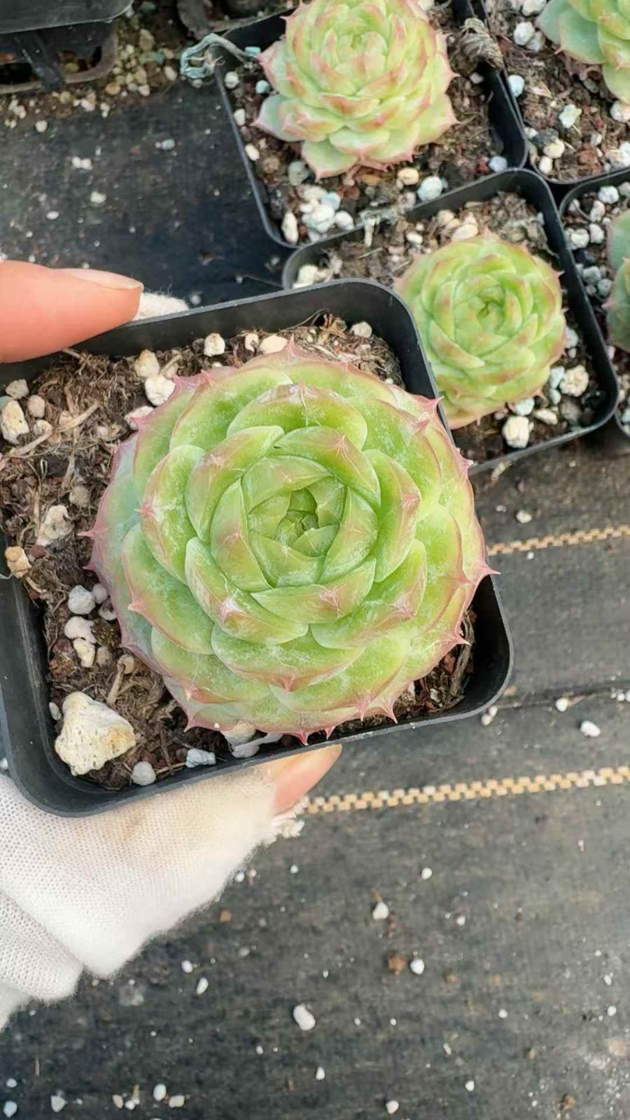 24株× ジェニー 多肉植物 エケベリア セダム アエオニウム グラプトペタルム 韓国苗 寄せ植え XQ 221