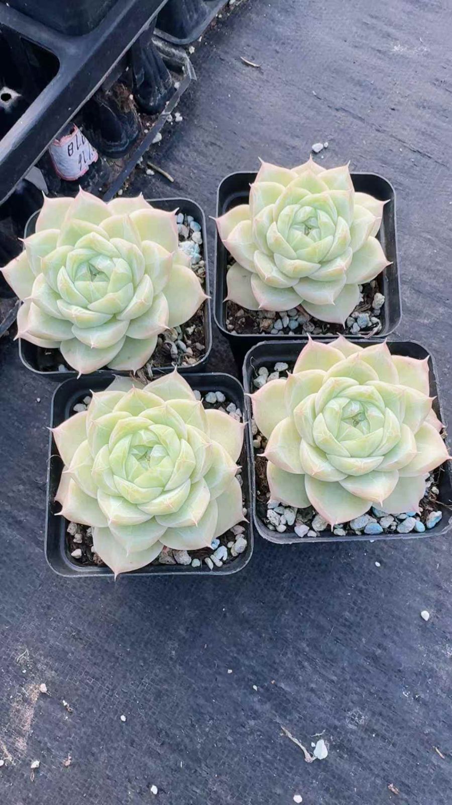 ウェッジウッド　コロンビア　パウダーブルー　ディナープレート　27.5cm 24株×シロトウコオリ 多肉植物 エケベリア セダム アエオニウム