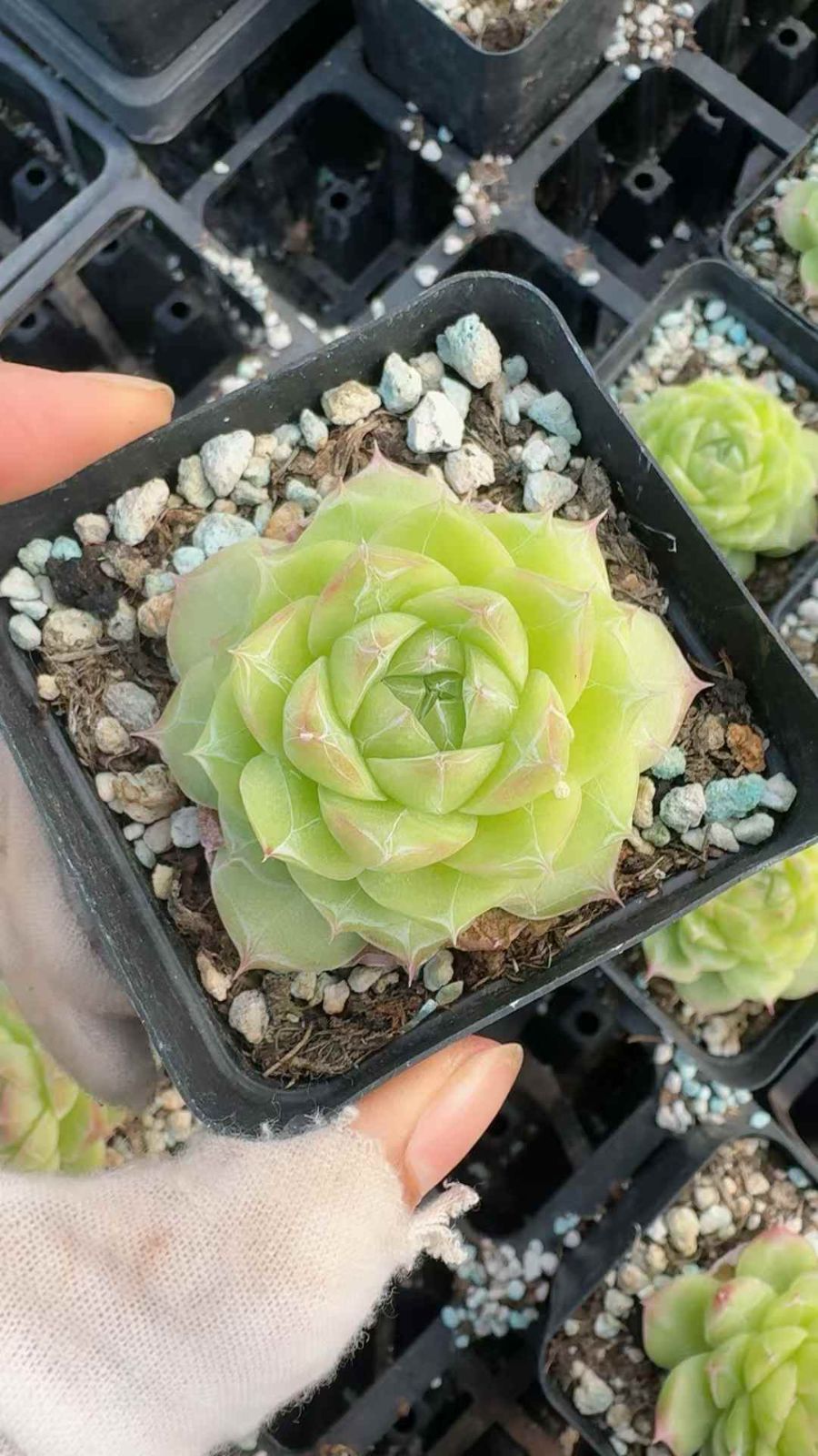 アエオニウム グラプトペタルム