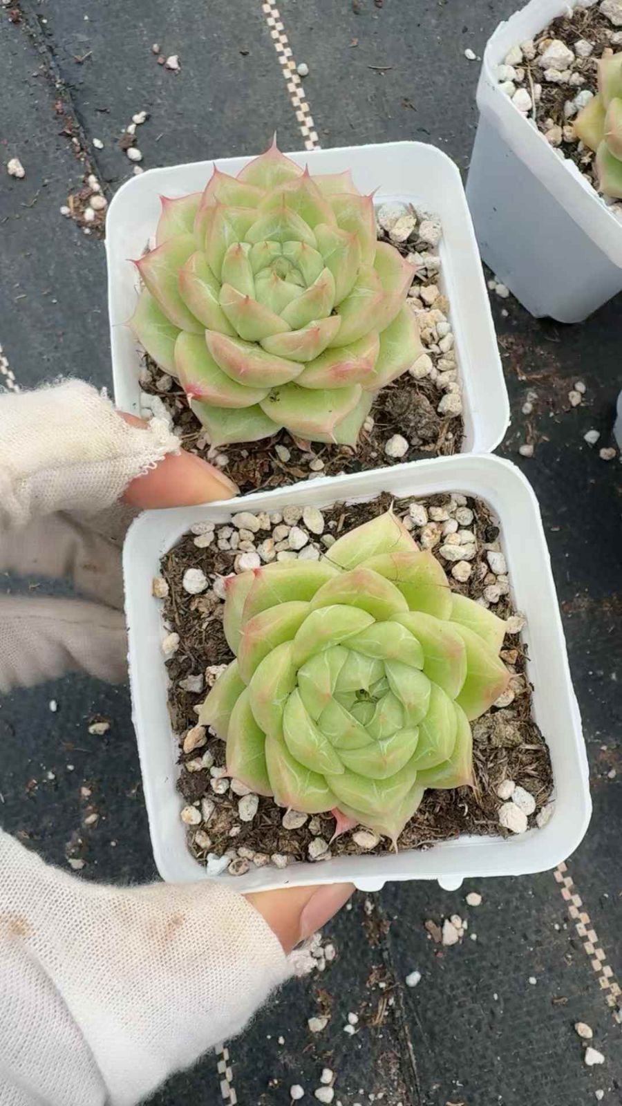 50株×アンモンセイヨウ 多肉植物 エケベリア セダム アエオニウム グラプトペタルム 韓国苗 寄せ植え XQ 226