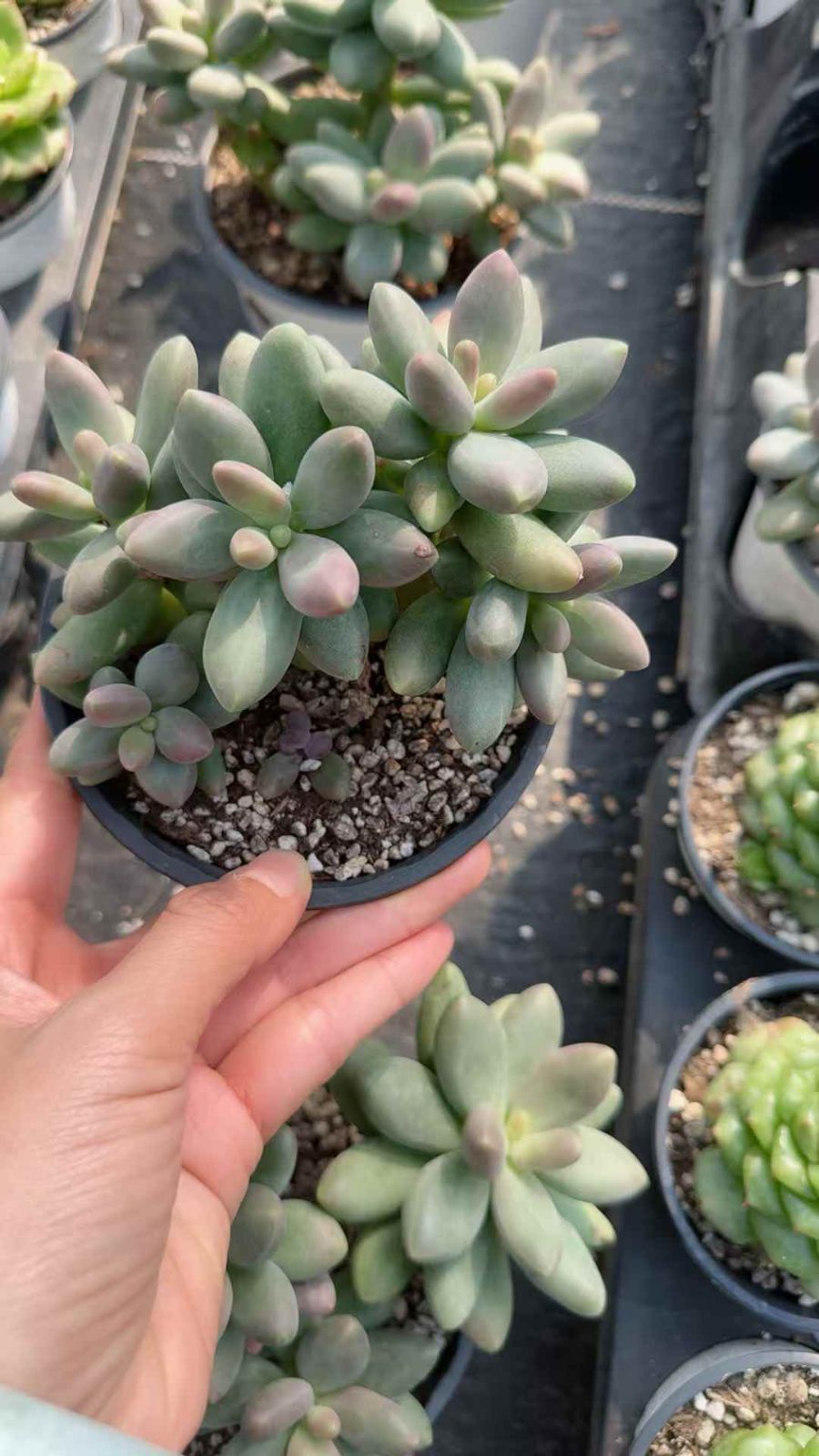 8株 キャンディビジン 多肉植物 エケベリア セダム アエオニウム グラプトペタルム 韓国苗 寄せ植え XQ 276