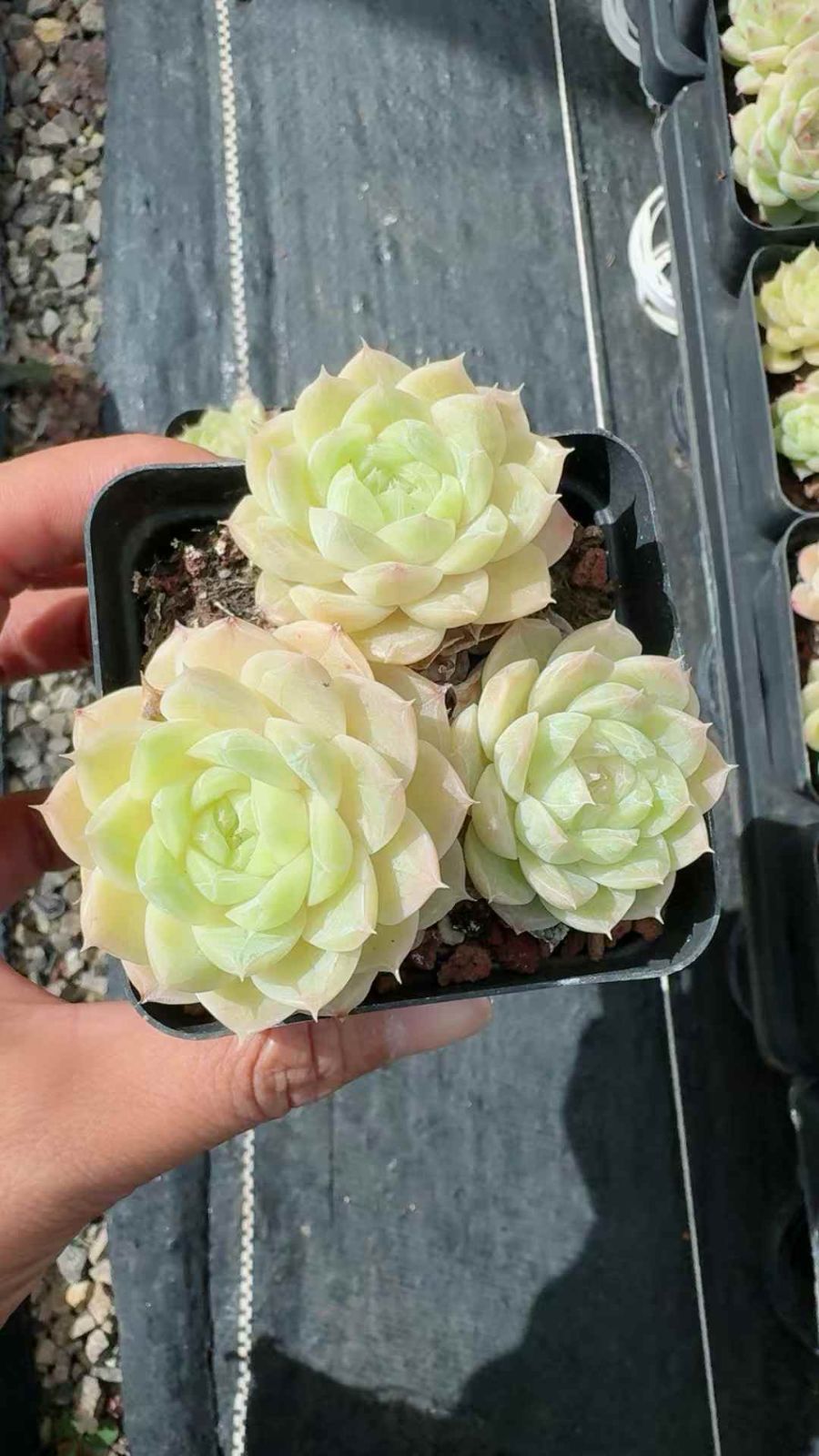 50株×オーシャンスター 多肉植物 エケベリア セダム アエオニウム グラプトペタルム 韓国苗 寄せ植え XQ 281