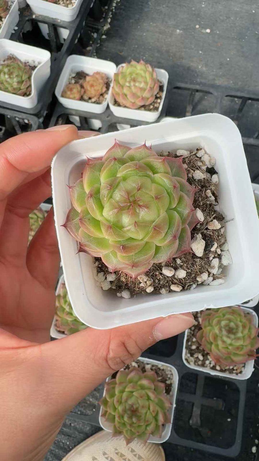 50株 ツキシタレンビ 多肉植物 エケベリア セダム アエオニウム グラプトペタルム 韓国苗 寄せ植え XQ 279