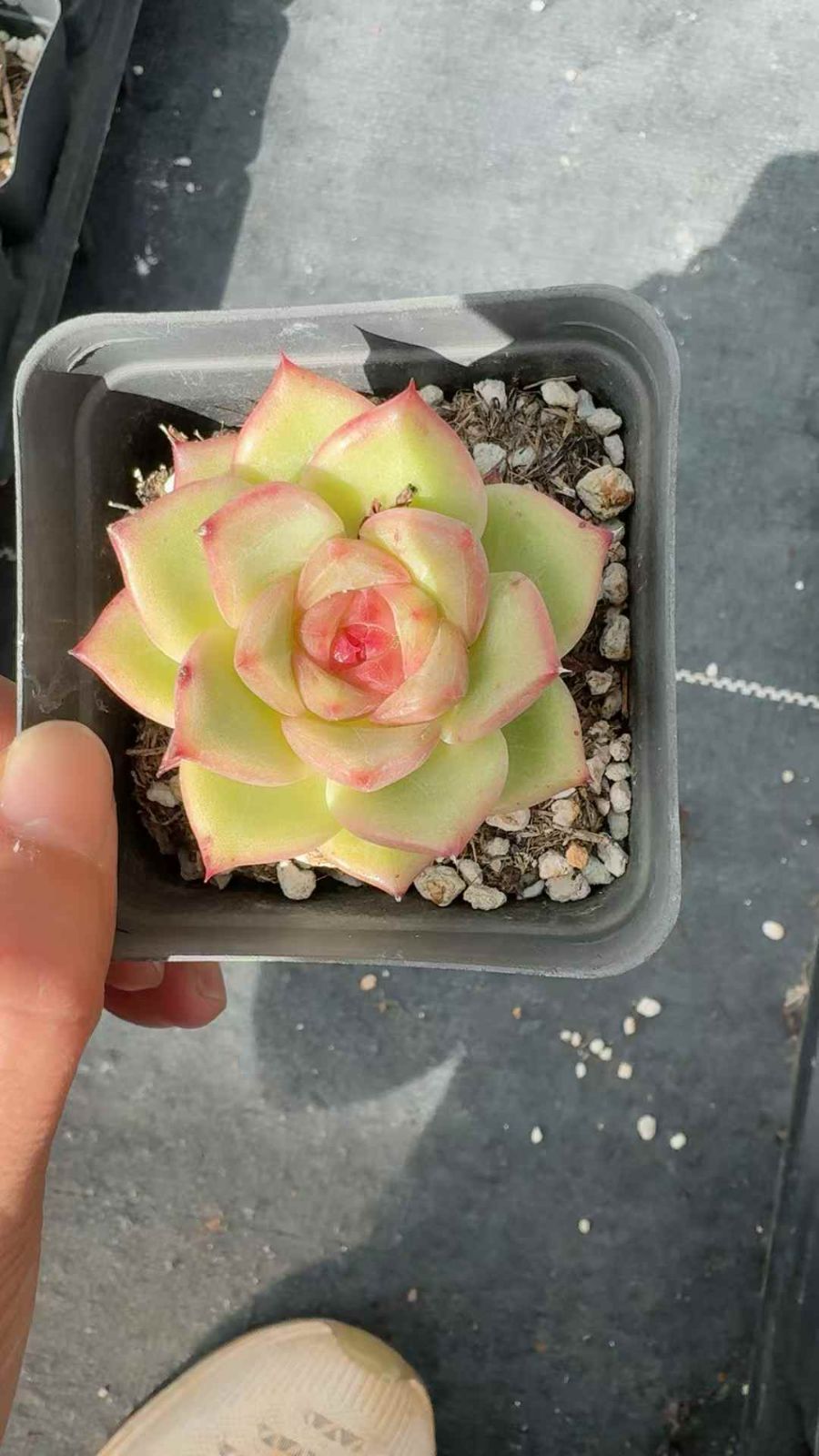 50株×オウカトウシン 多肉植物 エケベリア セダム アエオニウム グラプトペタルム 韓国苗 寄せ植え XQ 282