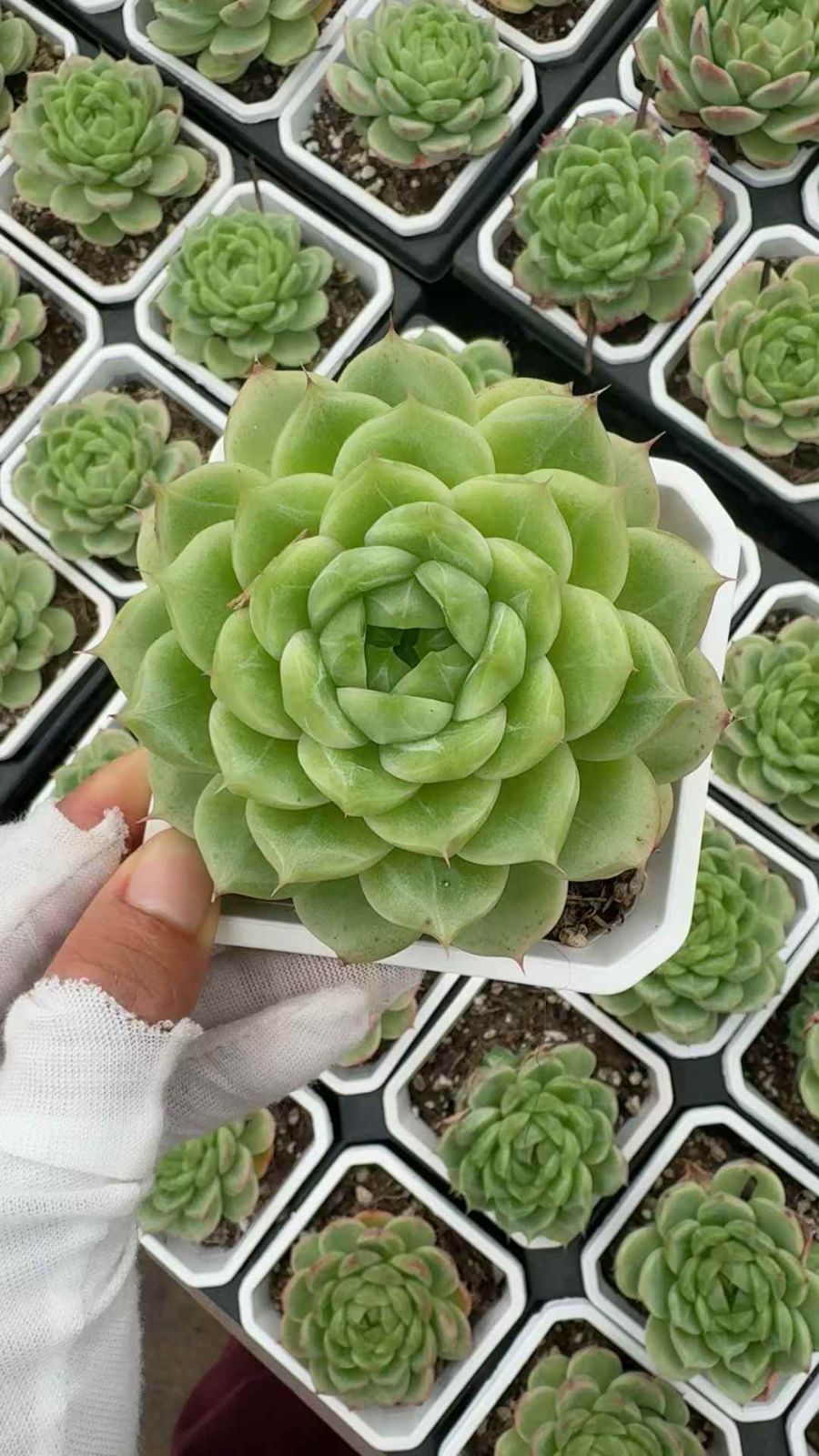 18株×レイロン 多肉植物 エケベリア セダム アエオニウム グラプトペタルム 韓国苗 寄せ植え XQ 242