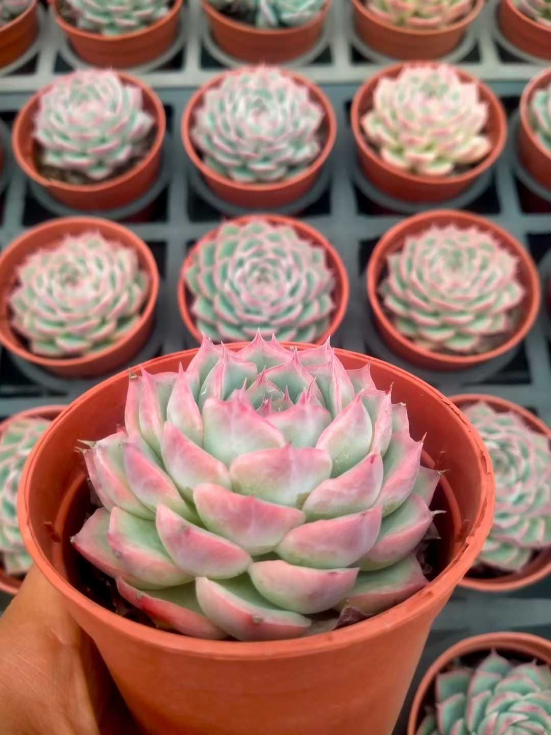 18株×フランスローズ 多肉植物 エケベリア セダム アエオニウム