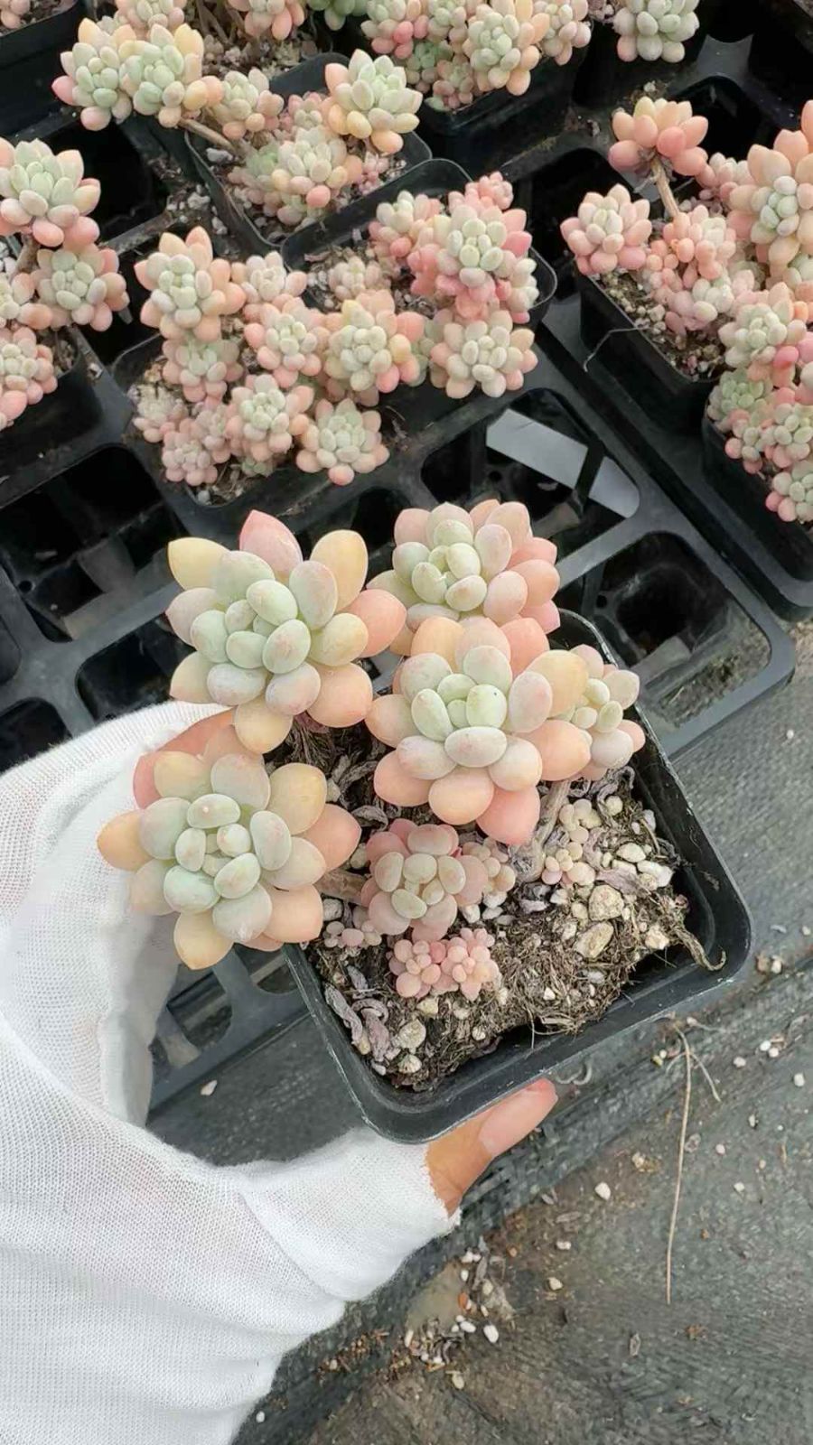 50株×ダフネ 多肉植物 エケベリア セダム アエオニウム グラプトペタルム 韓国苗 寄せ植え XQ 247