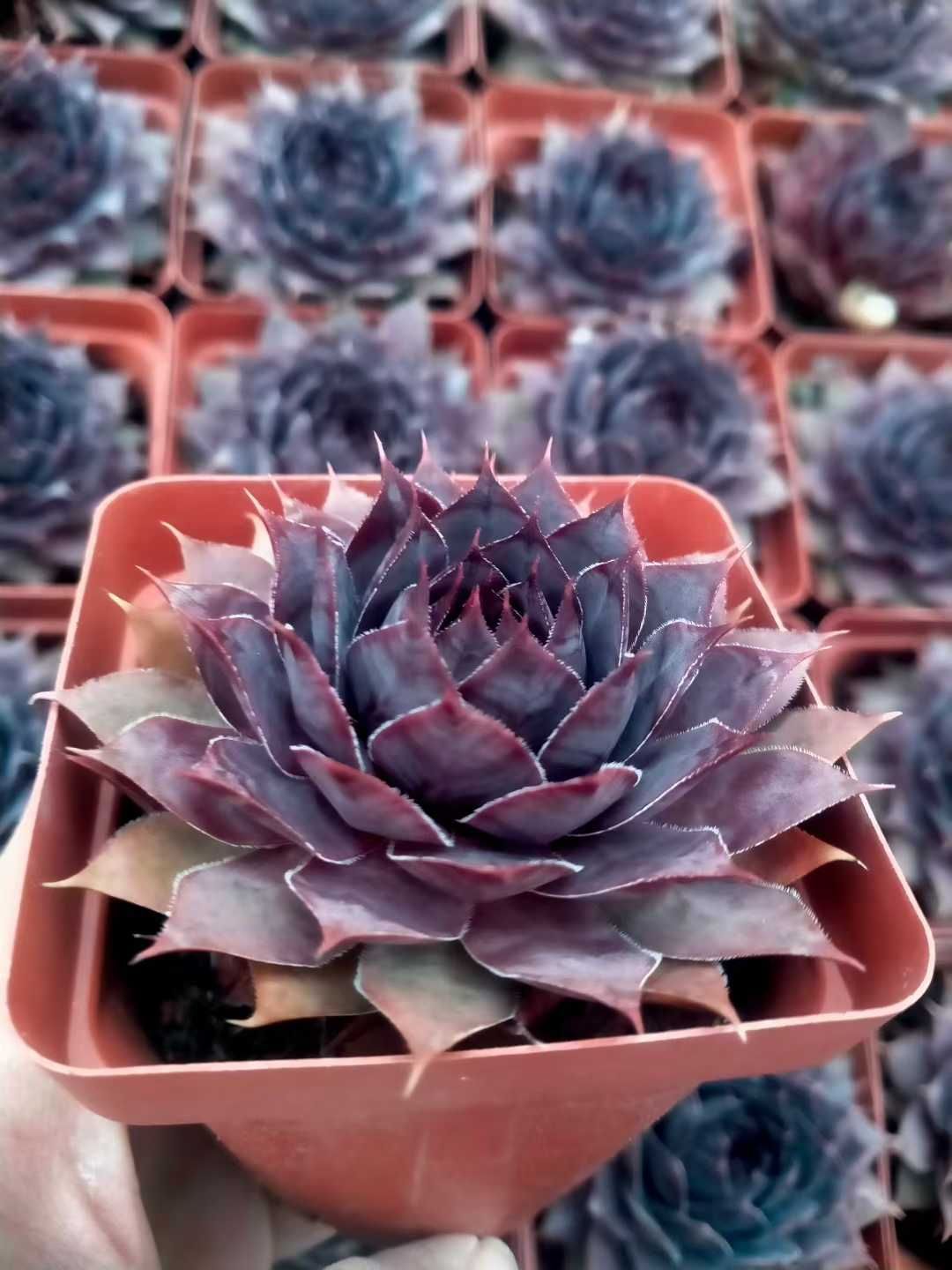 50株×シンシュソウ 多肉植物 エケベリア セダム アエオニウム グラプトペタルム 韓国苗 寄せ植え ZX 146