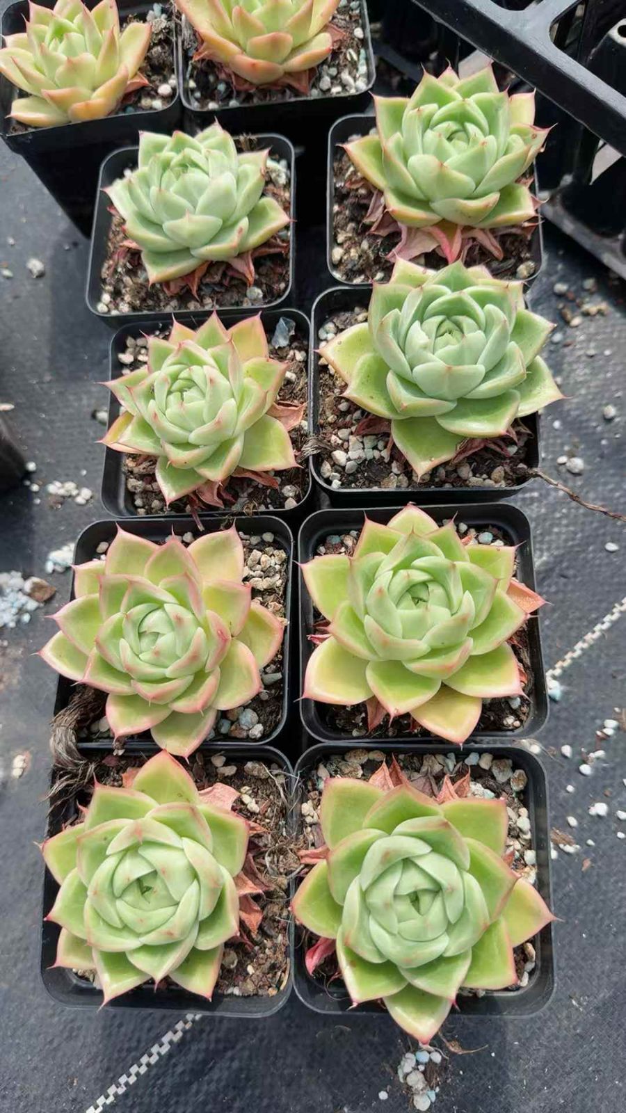 50株 ヒョウギョウザ 多肉植物 エケベリア セダム アエオニウム グラプトペタルム 韓国苗 寄せ植え XQ 249