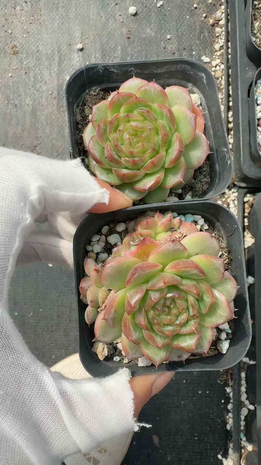 50株×トウシンムギ 多肉植物 エケベリア セダム アエオニウム グラプトペタルム 韓国苗 寄せ植え XQ 250