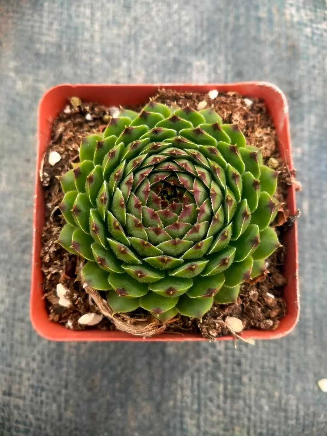 50株×ラインワ 多肉植物 エケベリア セダム アエオニウム グラプトペタルム 韓国苗 寄せ植え ZX 148