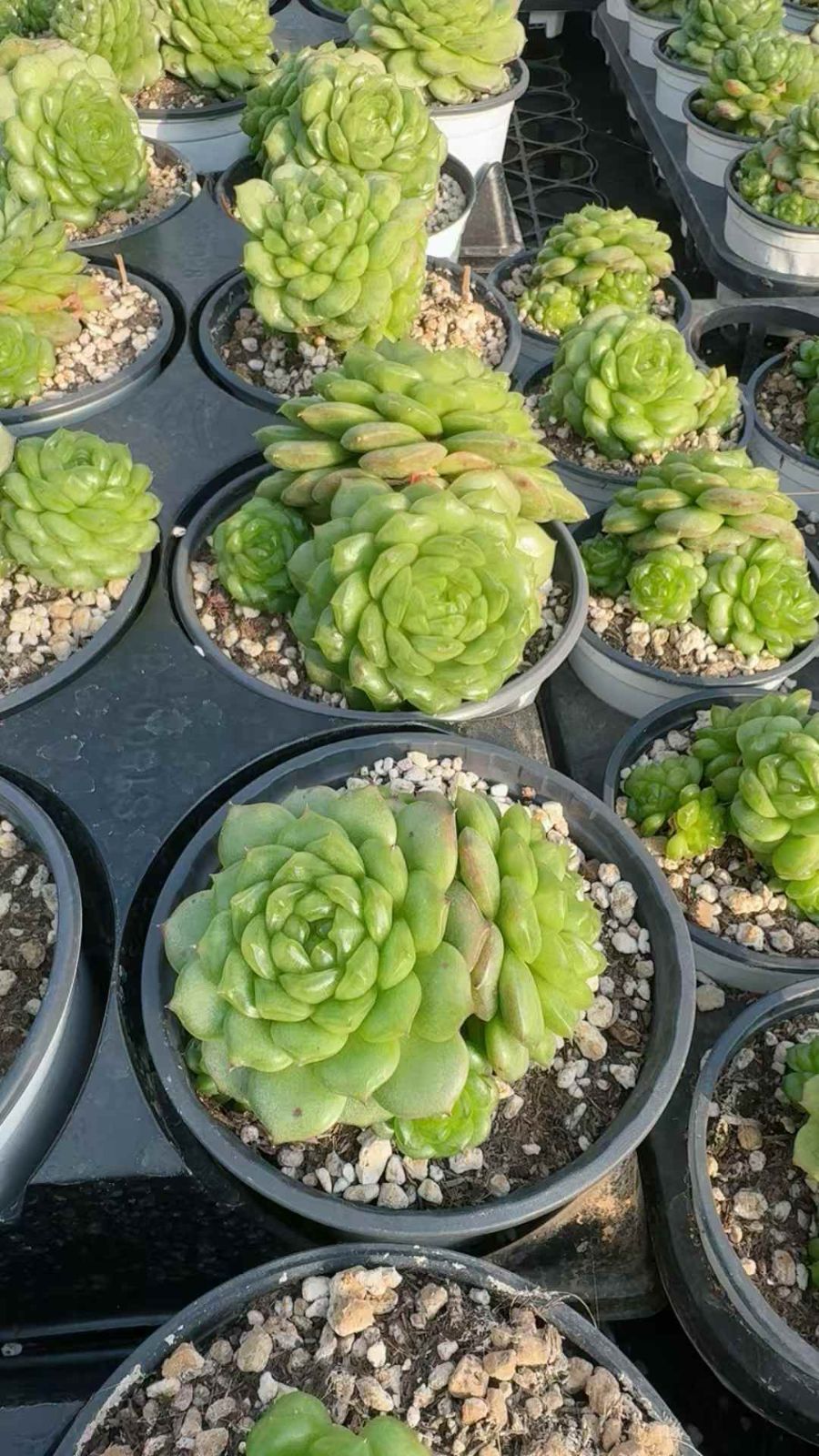 12株×デンキュウ