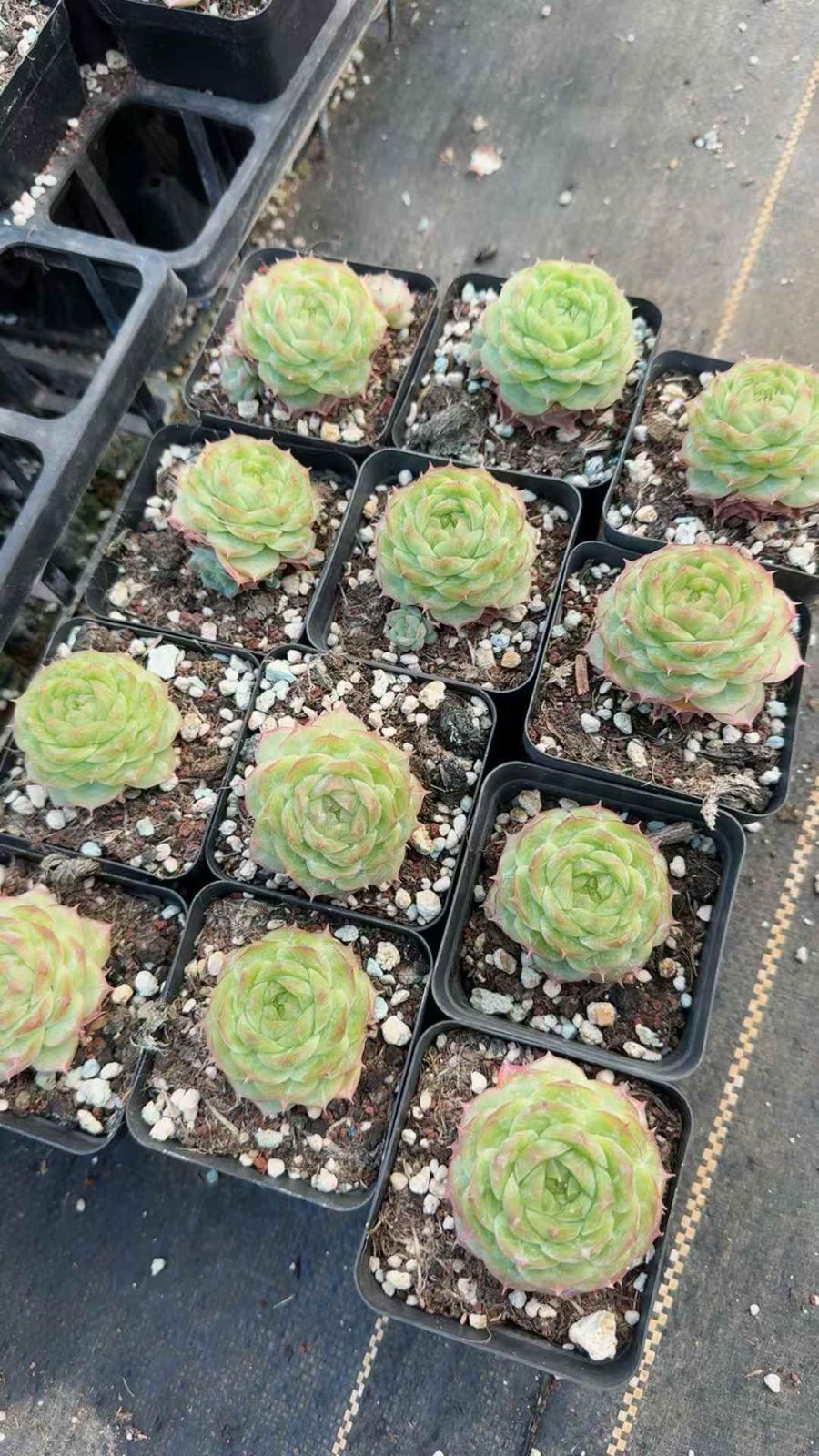 24株× ジェニー 多肉植物 エケベリア セダム アエオニウム グラプトペタルム 韓国苗 寄せ植え XQ 221