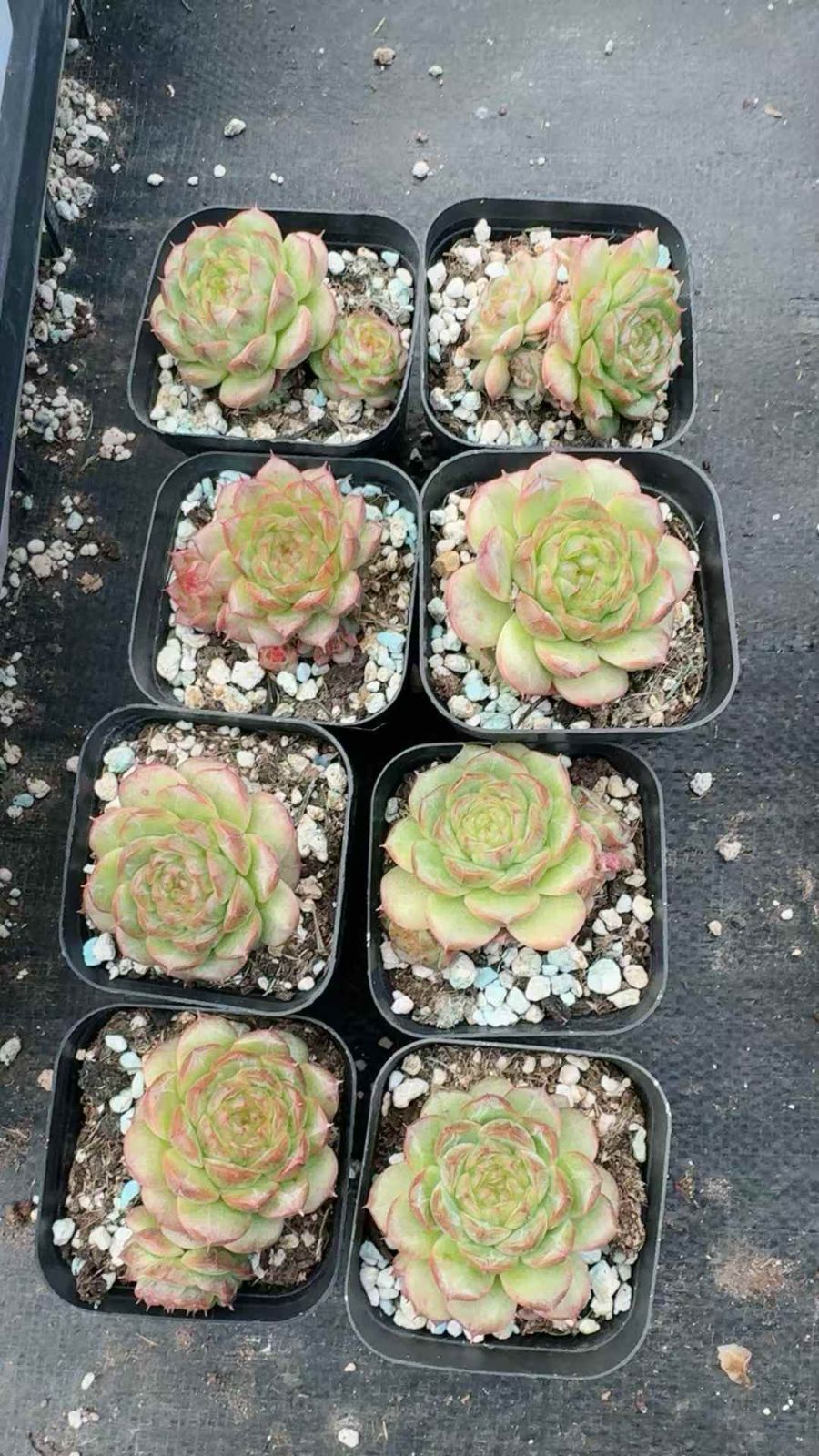 50株×ベリー 多肉植物 エケベリア セダム アエオニウム グラプトペタルム 韓国苗 寄せ植え XQ 225