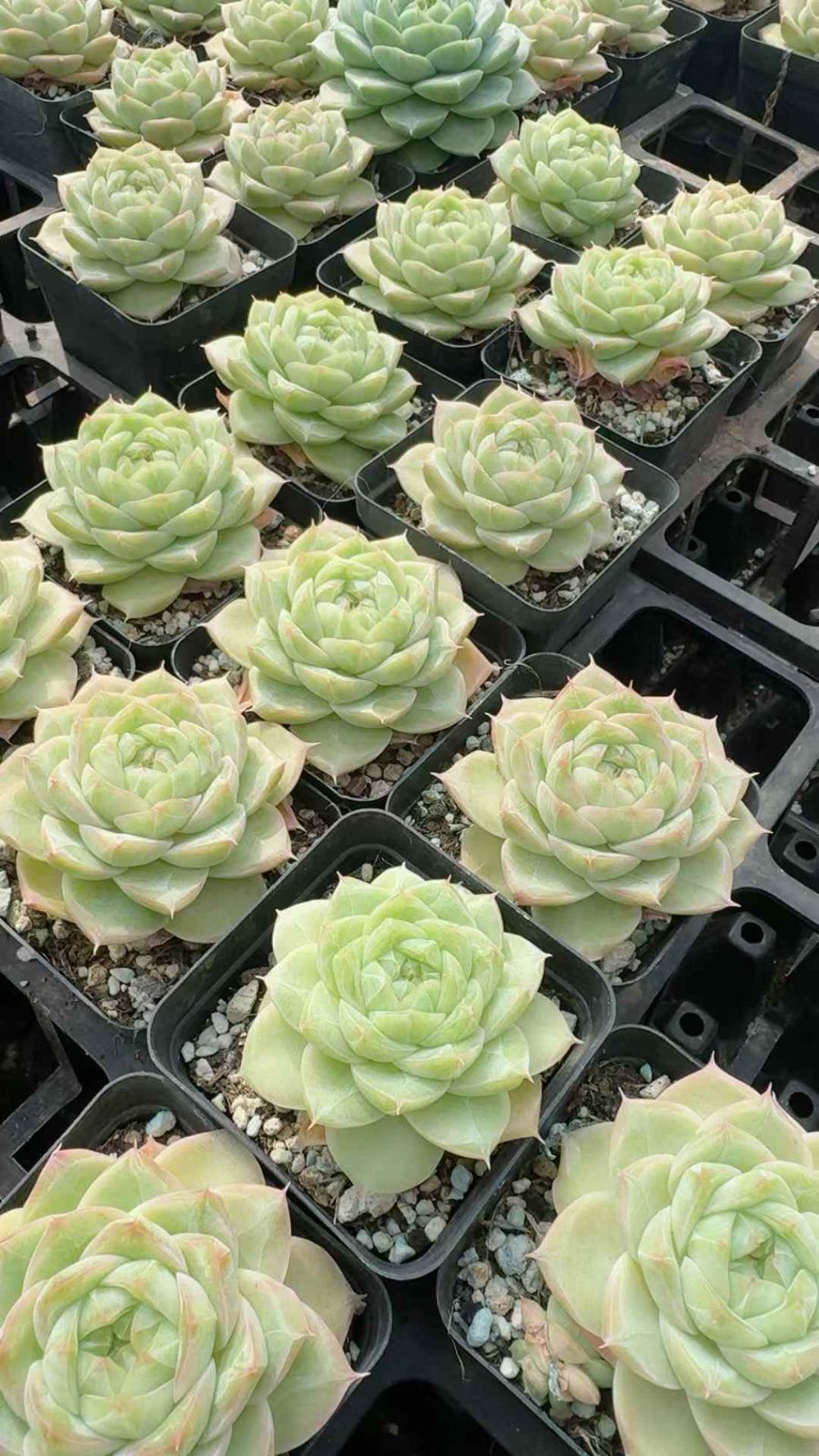 24株×ハクコオリサン 多肉植物 エケベリア セダム アエオニウム グラプトペタルム 韓国苗 寄せ植え XQ 278