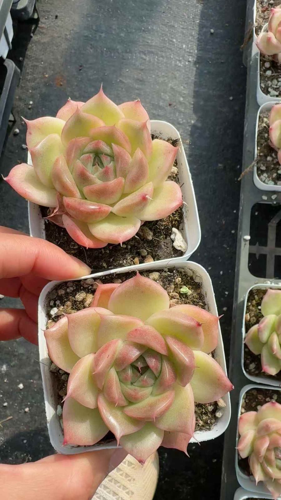 50株×キョウトウジェニー 多肉植物 エケベリア セダム アエオニウム グラプトペタルム 韓国苗 寄せ植え XQ 274