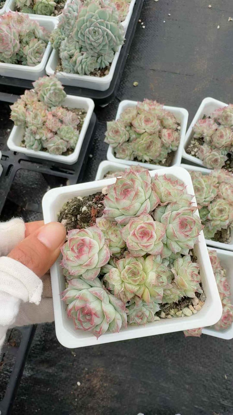 18株×ピンクジョウオウ 多肉植物 エケベリア セダム アエオニウム グラプトペタルム 韓国苗 寄せ植え XQ 285