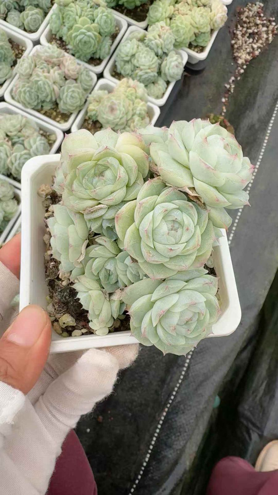 18株×ハクジョウオウ 多肉植物 エケベリア セダム アエオニウム グラプトペタルム 韓国苗 寄せ植え XQ 283