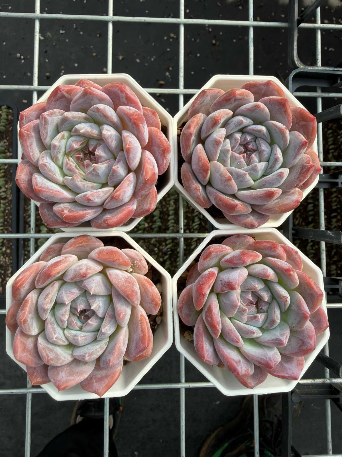 50株×ヒョウハク 多肉植物 エケベリア セダム アエオニウム グラプトペタルム 韓国苗 寄せ植え MT 722