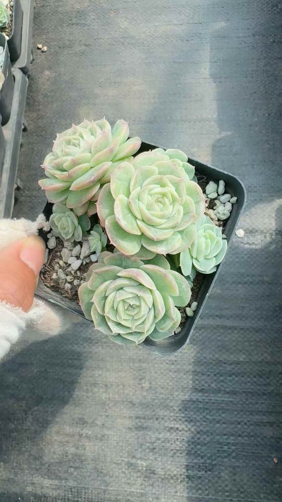 24株×パンドラケイ 多肉植物 エケベリア セダム アエオニウム グラプトペタルム 韓国苗 寄せ植え XQ 237