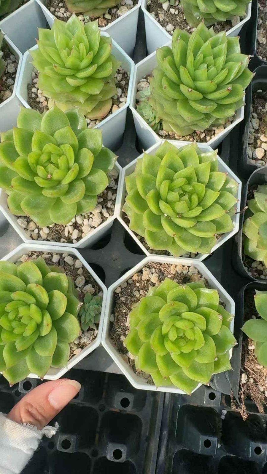 50株×スイカハナトウシン 多肉植物 エケベリア セダム アエオニウム
