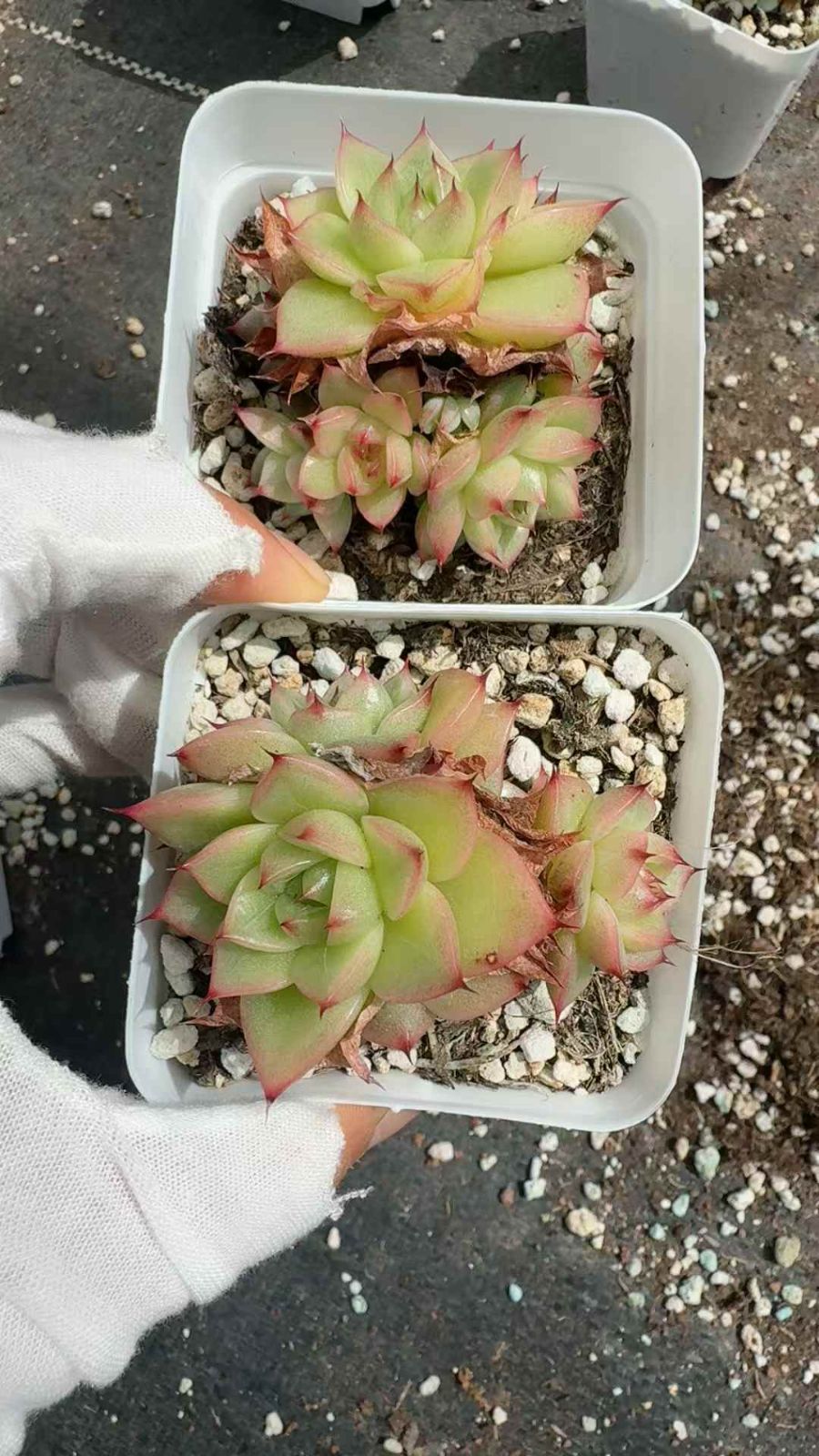 50株×シュンホウ 多肉植物 エケベリア セダム アエオニウム グラプトペタルム 韓国苗 寄せ植え XQ 251