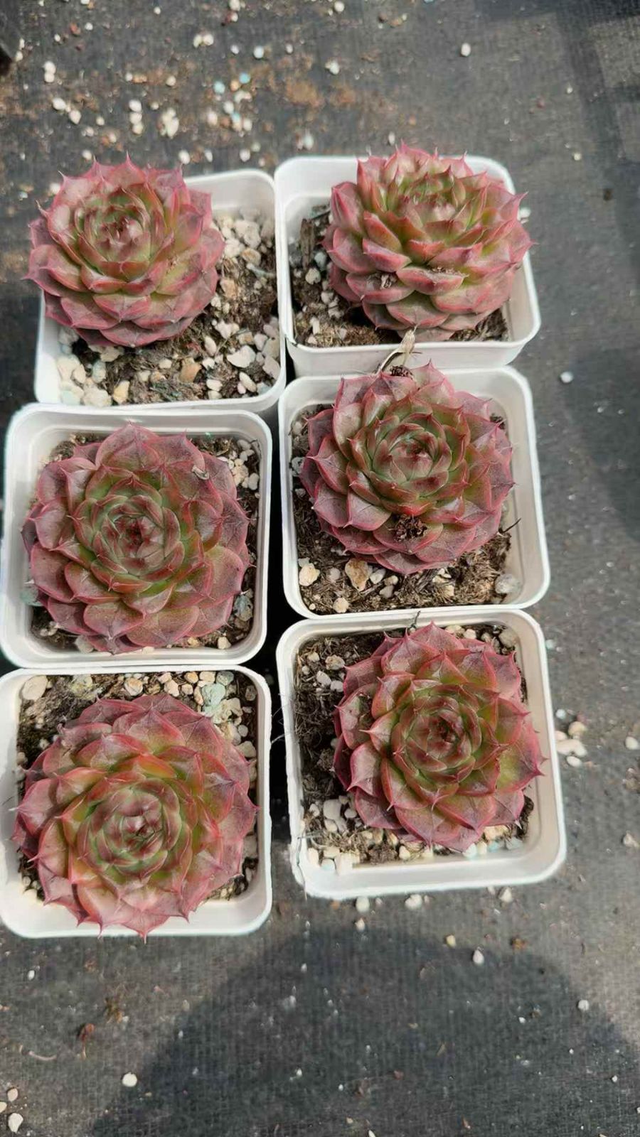 50株×カキリン 多肉植物 エケベリア セダム アエオニウム グラプトペタルム 韓国苗 寄せ植え XQ 260