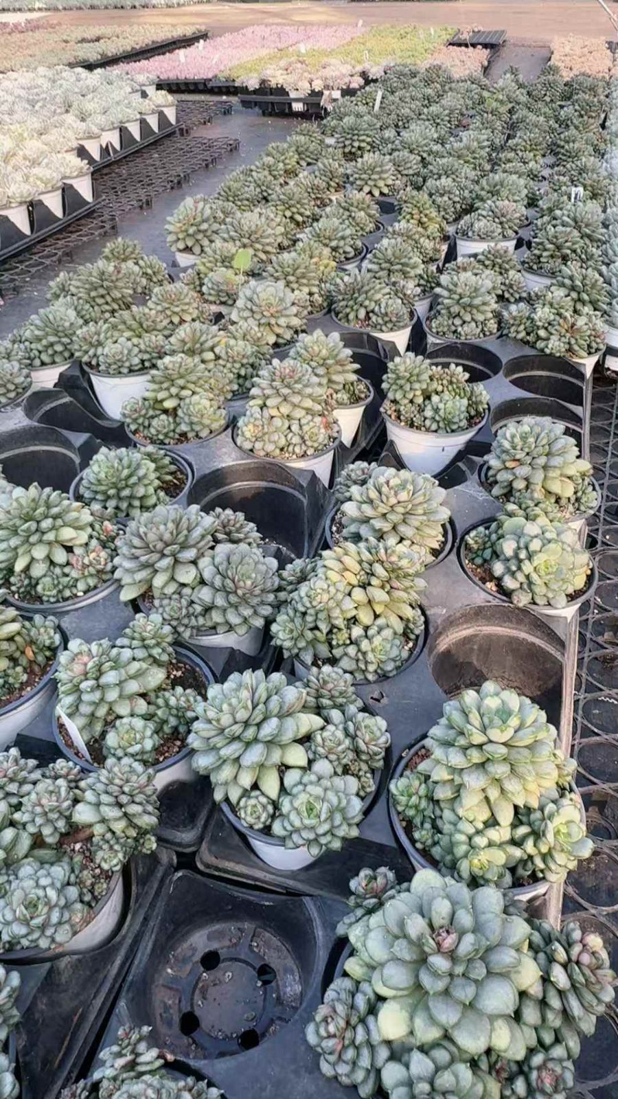 12株×ブドウ 多肉植物 エケベリア セダム アエオニウム グラプトペタルム 韓国苗 寄せ植え XQ 216