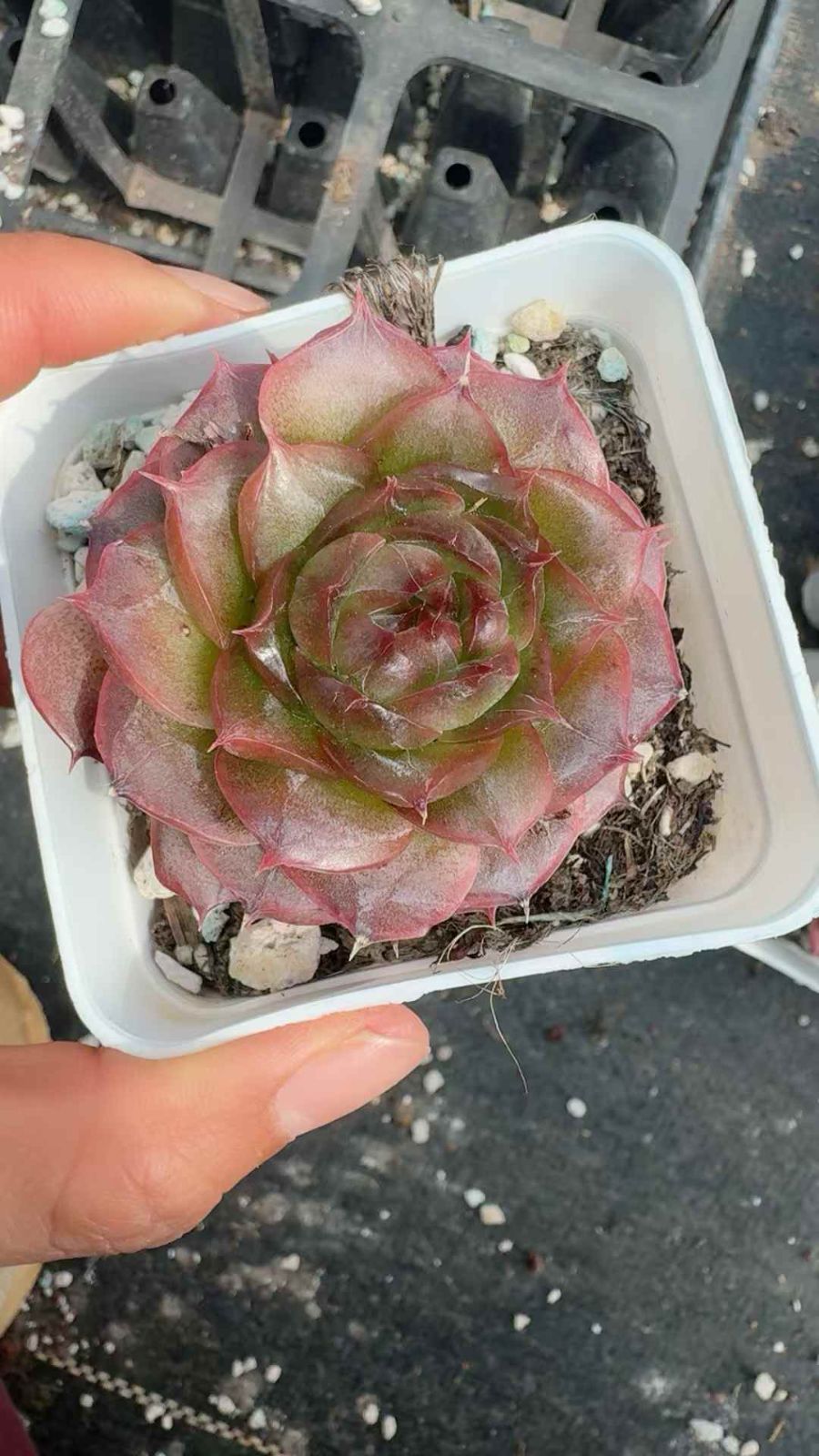 50株×カキリン 多肉植物 エケベリア セダム アエオニウム グラプトペタルム 韓国苗 寄せ植え XQ 260