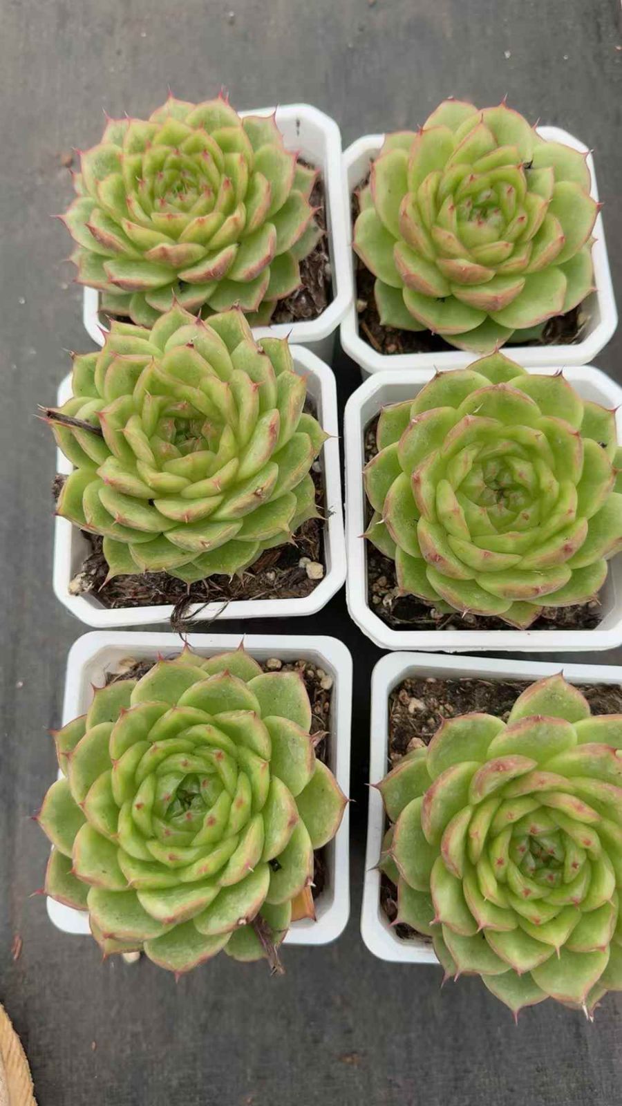 18株×センサンジェニー 多肉植物 エケベリア セダム アエオニウム グラプトペタルム 韓国苗 寄せ植え XQ 266 液体肥料対応 その他多肉植物 