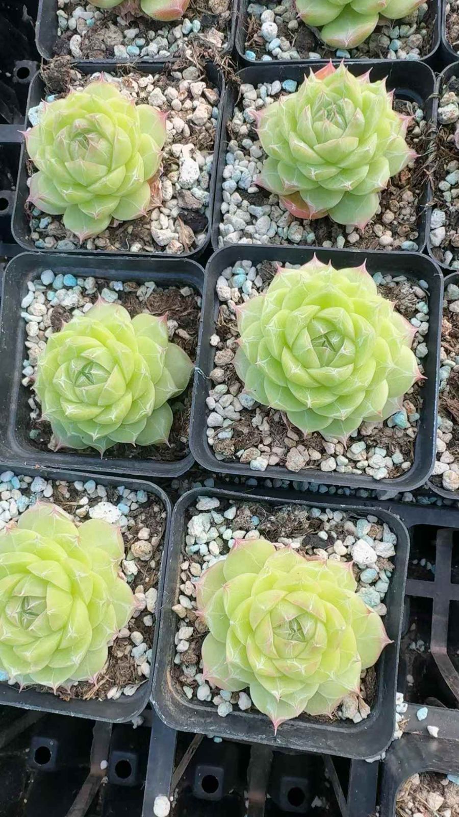 24株 コウヒヒメジョウ 多肉植物 エケベリア セダム アエオニウム グラプトペタルム 韓国苗 寄せ植え XQ 220