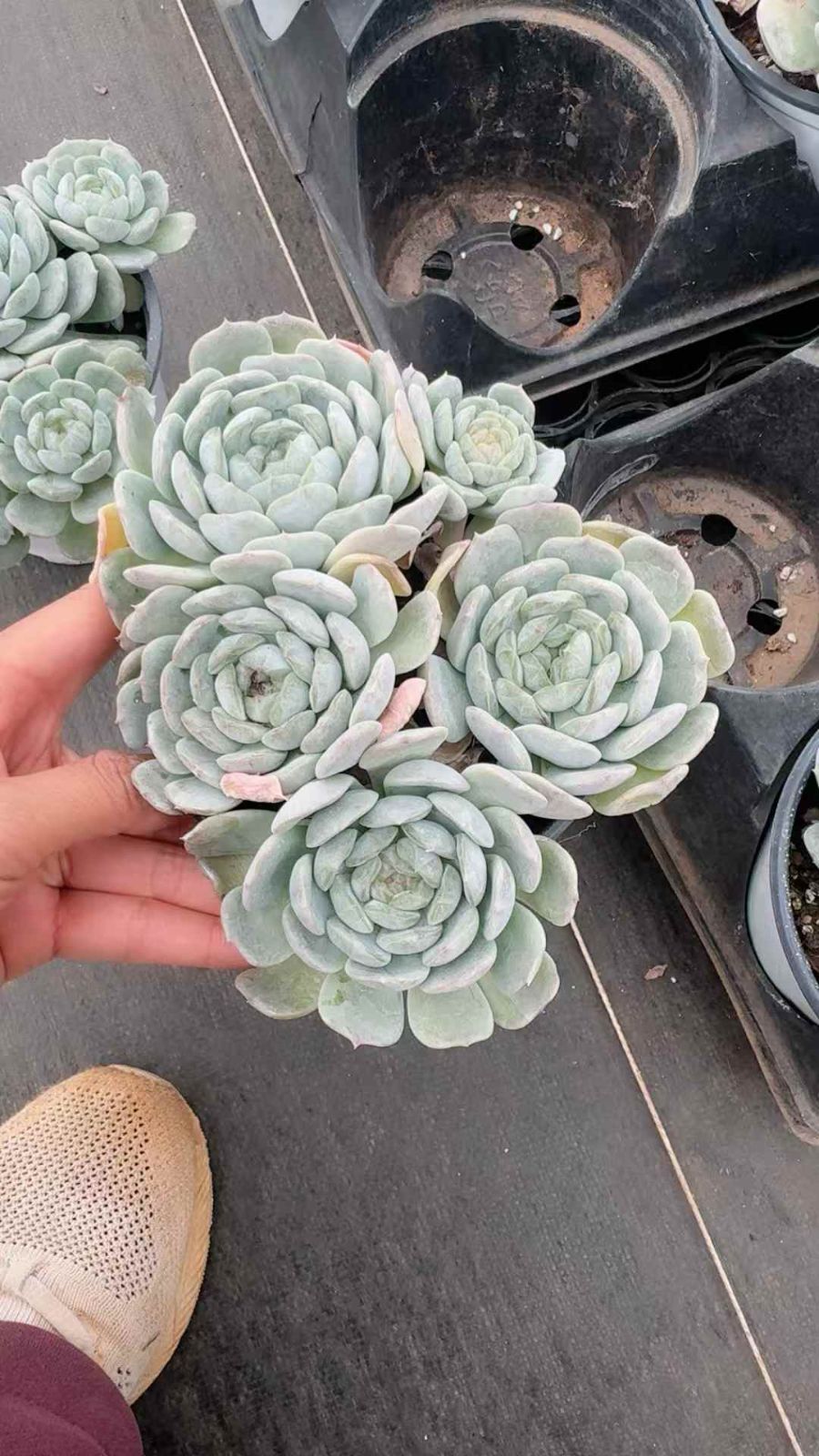 12株×ハクレン 多肉植物 エケベリア セダム アエオニウム グラプトペタルム 韓国苗 寄せ植え XQ 267