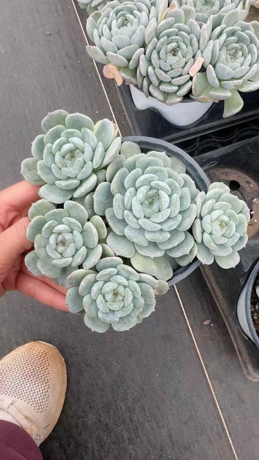 12株×ハクレン 多肉植物 エケベリア セダム アエオニウム グラプトペタルム 韓国苗 寄せ植え XQ 267