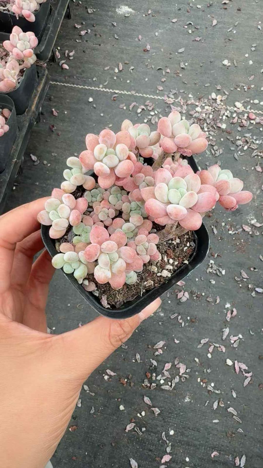 24株×キャビア 多肉植物 エケベリア セダム アエオニウム グラプトペタルム 韓国苗 寄せ植え XQ 268