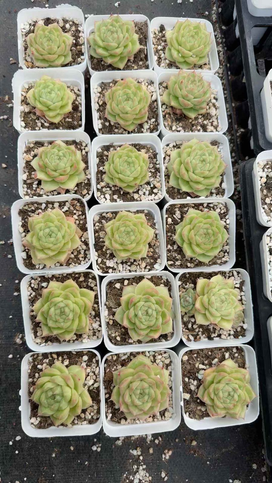 50株×アンモンセイヨウ 多肉植物 エケベリア セダム アエオニウム グラプトペタルム 韓国苗 寄せ植え XQ 226