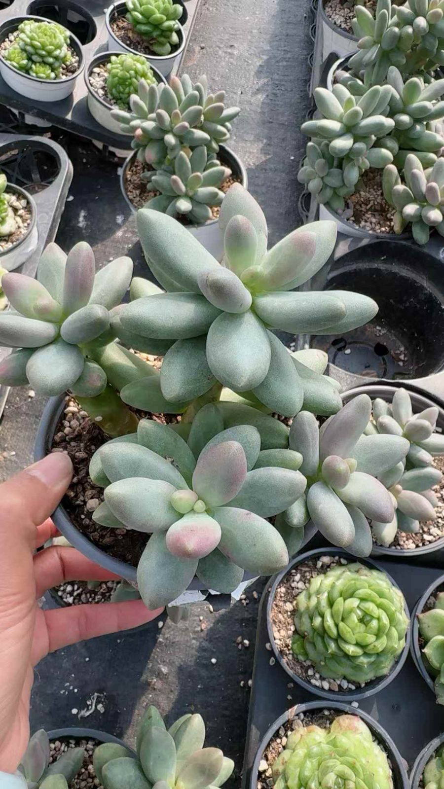 8株×キャンディビジン 多肉植物 エケベリア セダム アエオニウム グラプトペタルム 韓国苗 寄せ植え XQ 276