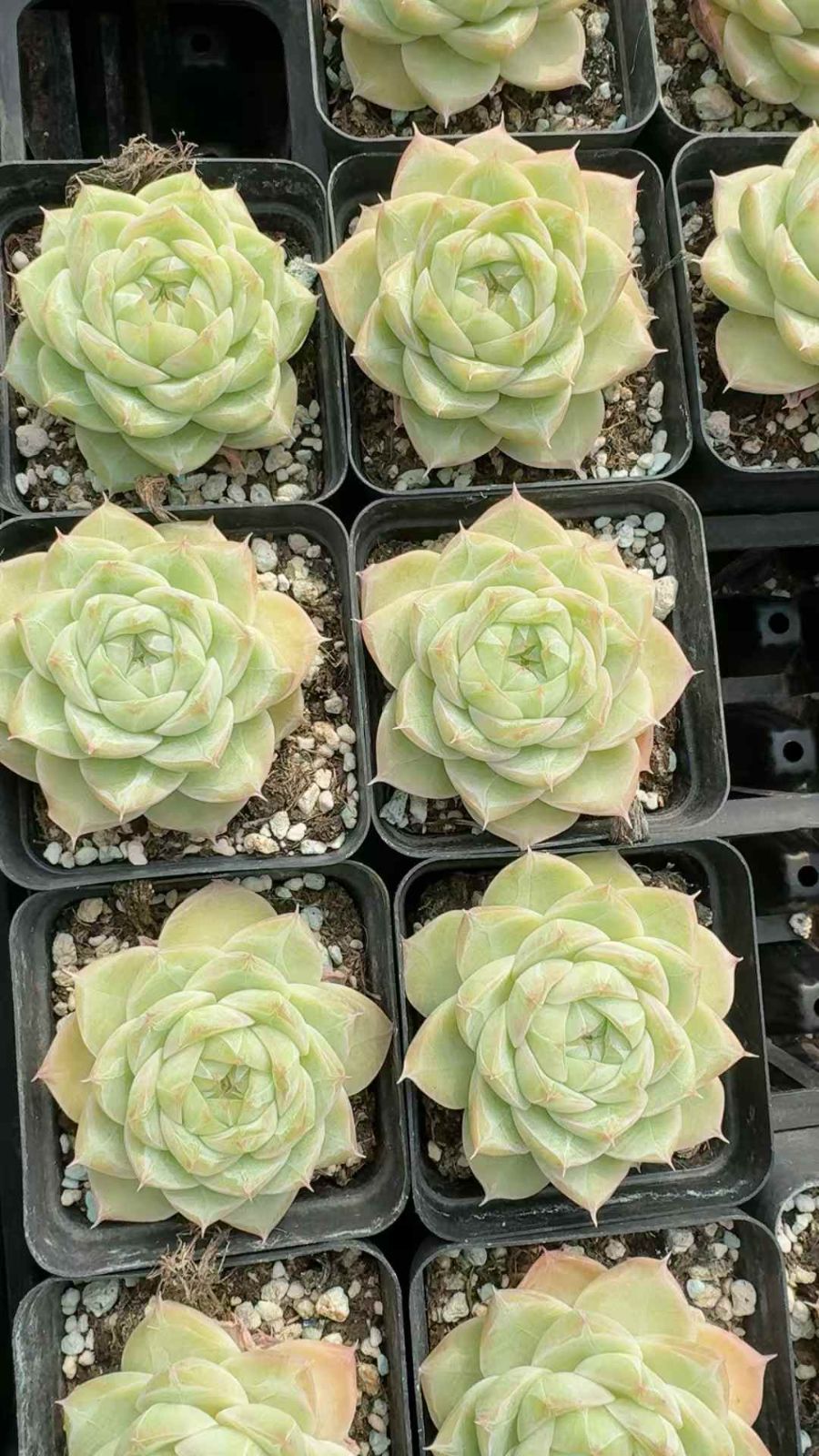 24株 ハクコオリサン 多肉植物 エケベリア セダム アエオニウム グラプトペタルム 韓国苗 寄せ植え XQ 278