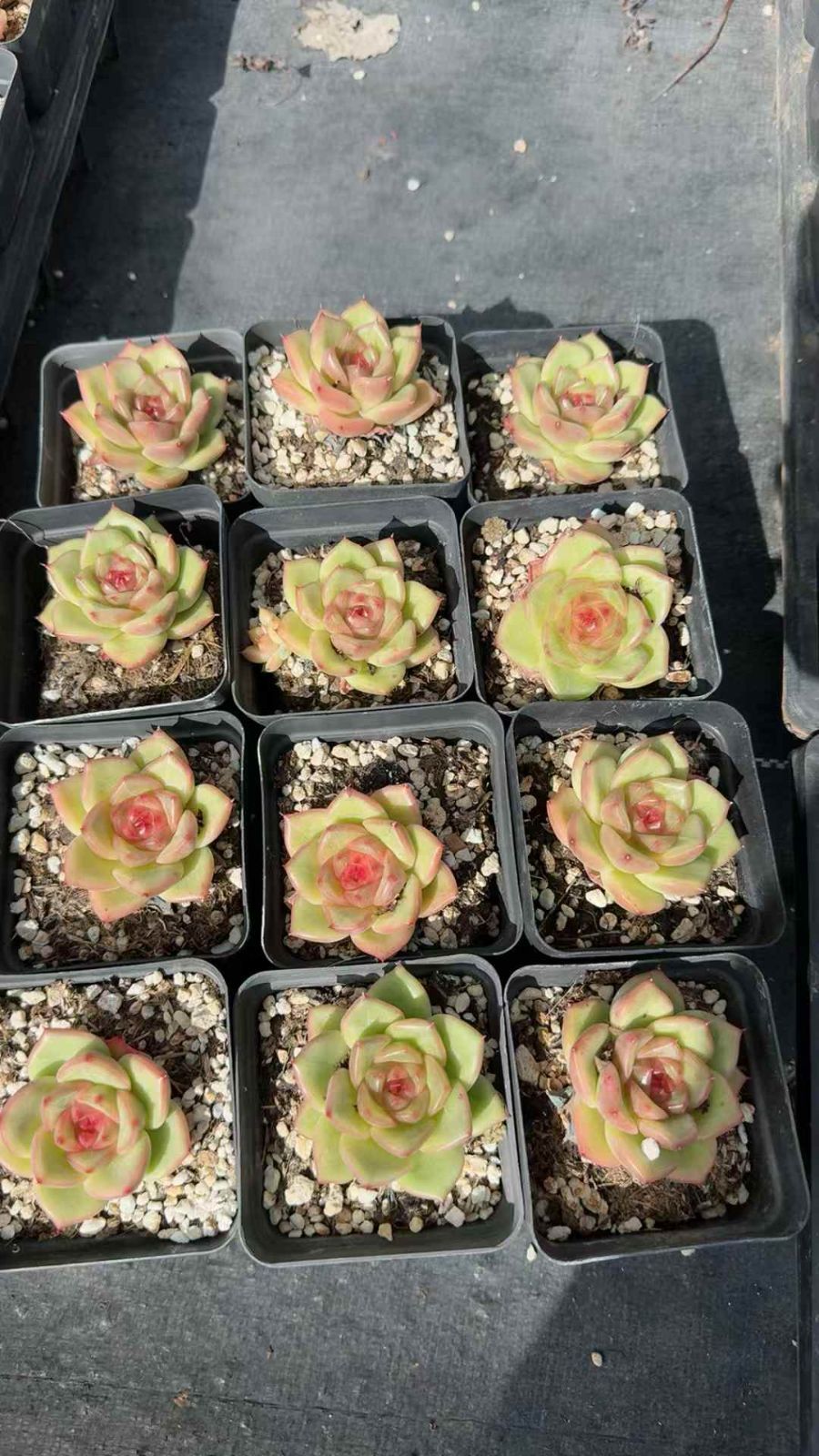 50株×オウカトウシン 多肉植物 エケベリア セダム アエオニウム グラプトペタルム 韓国苗 寄せ植え XQ 282