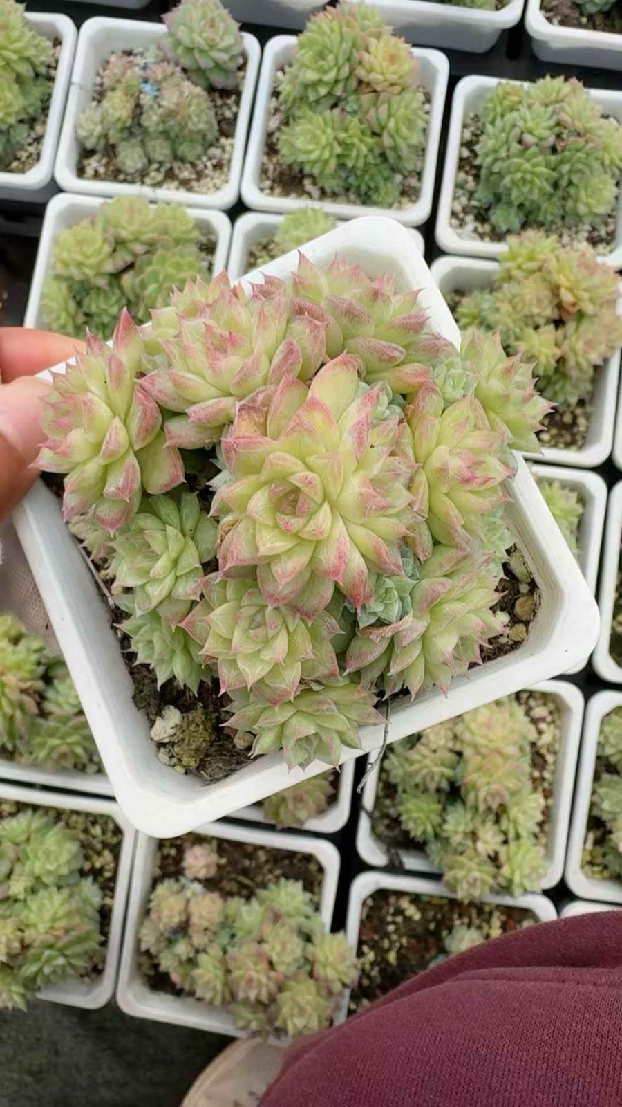 18株 レッドクイーン 多肉植物 エケベリア セダム アエオニウム グラプトペタルム 韓国苗 寄せ植え XQ 284