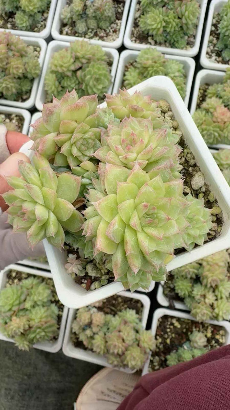 18株 レッドクイーン 多肉植物 エケベリア セダム アエオニウム グラプトペタルム 韓国苗 寄せ植え XQ 284