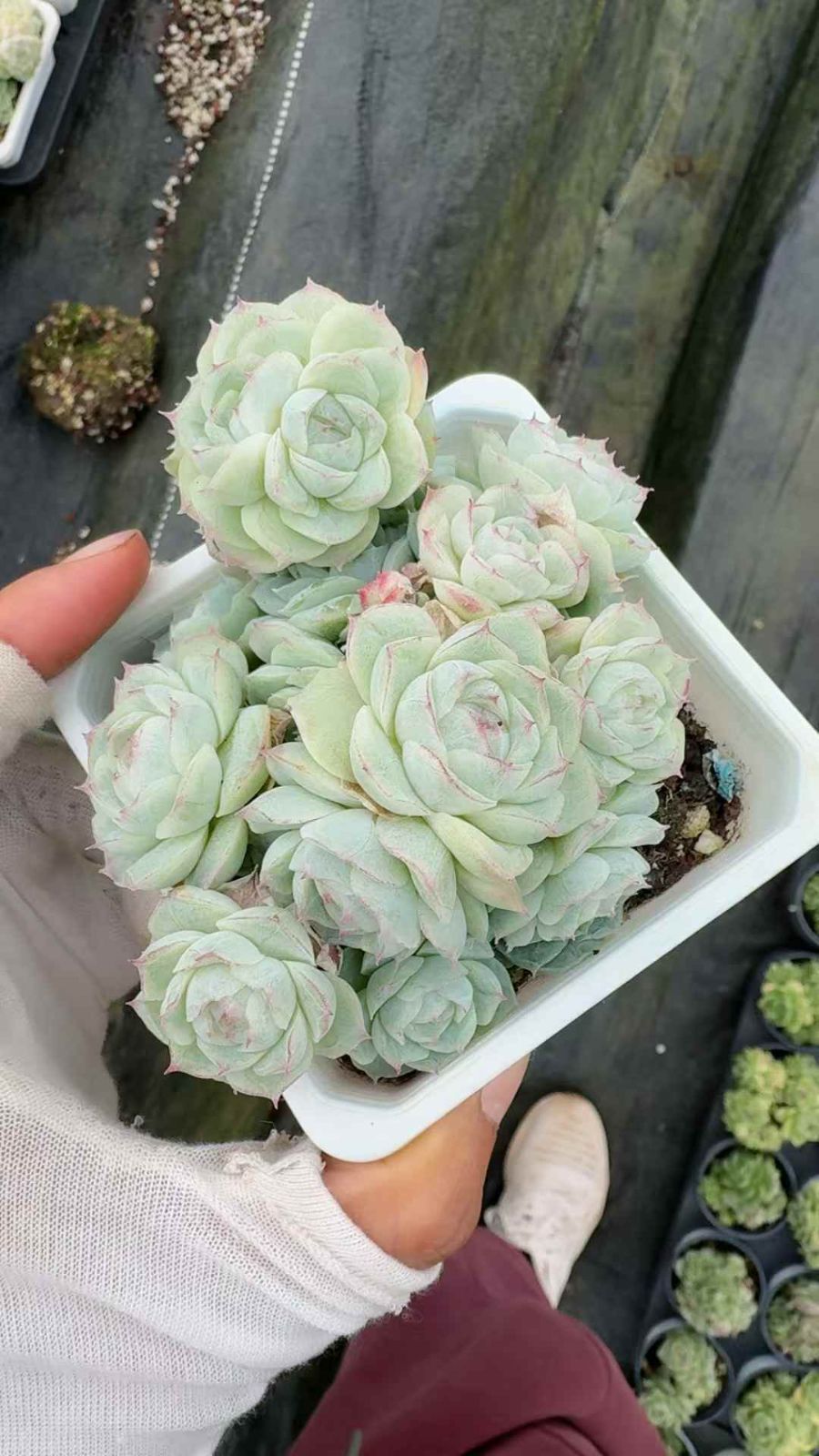 18株×ハクジョウオウ 多肉植物 エケベリア セダム アエオニウム グラプトペタルム 韓国苗 寄せ植え XQ 283