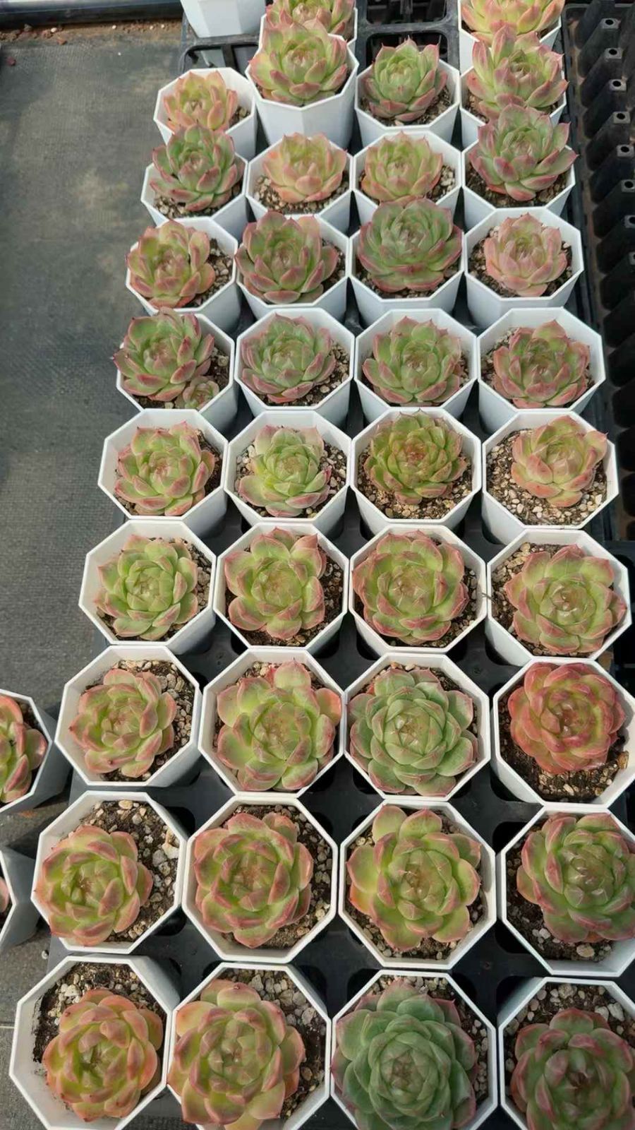 50株×ヒョウイ 多肉植物 エケベリア セダム アエオニウム グラプトペタルム 韓国苗 寄せ植え XQ 241