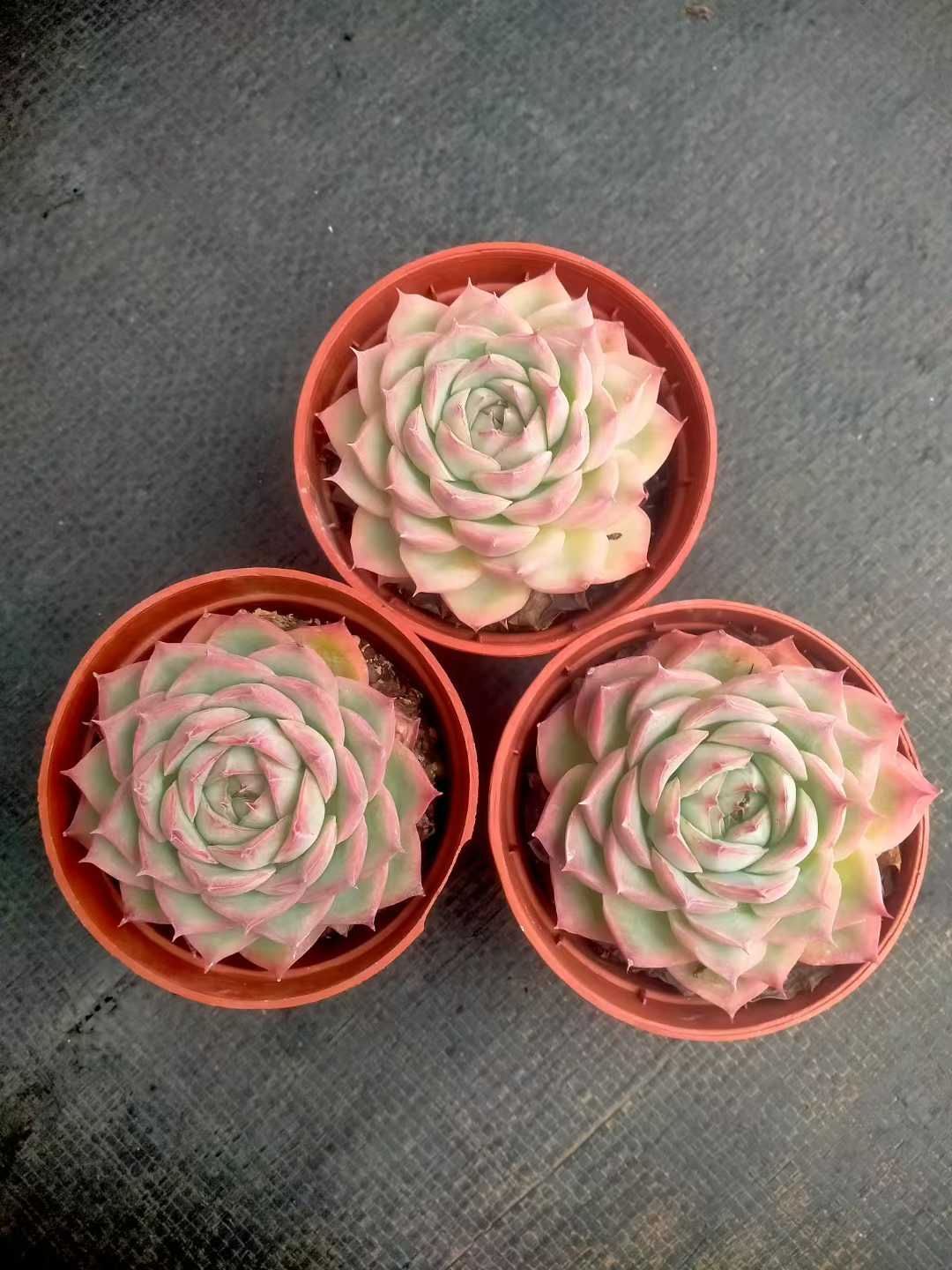 18株×フランスローズ 多肉植物 エケベリア セダム アエオニウム