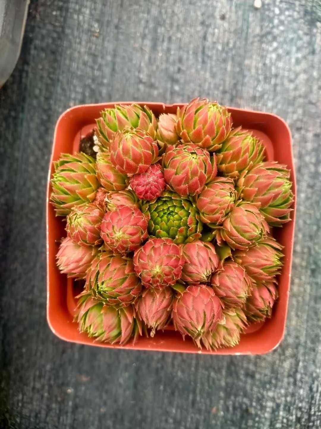 50株×キツウキュウ 多肉植物 エケベリア セダム アエオニウム グラプトペタルム 韓国苗 寄せ植え ZX 147